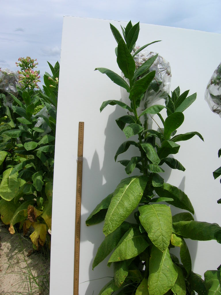 Click for 3 image(s) for this accession. PLANT