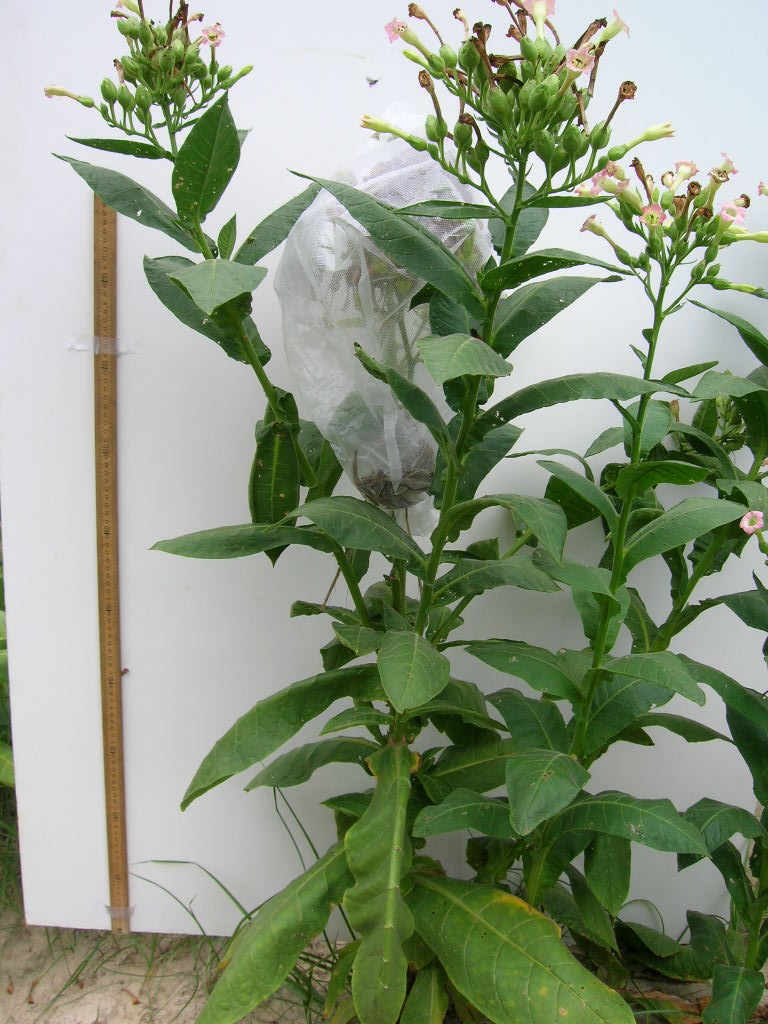 Click for 4 image(s) for this accession. PLANT