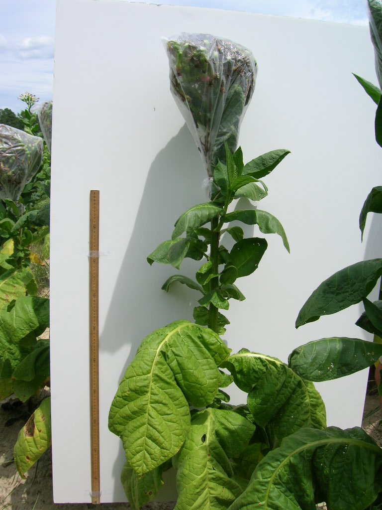 Click for 4 image(s) for this accession. PLANT
