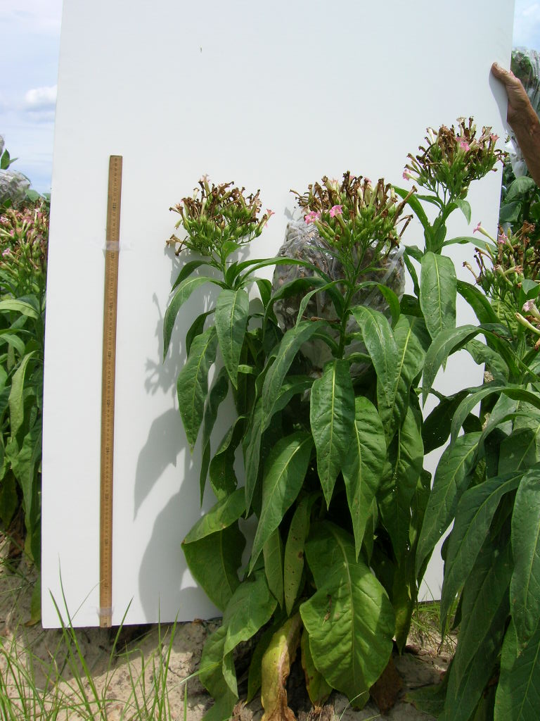 Click for 3 image(s) for this accession. PLANT
