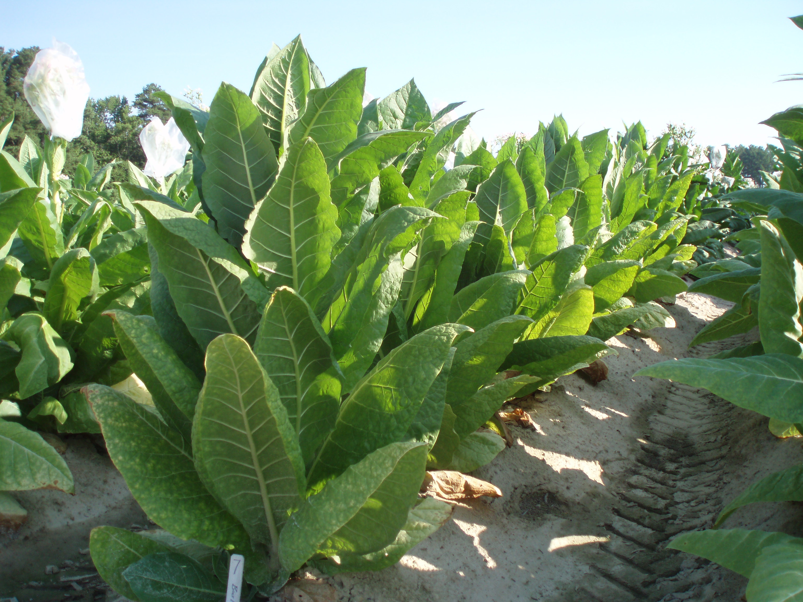 PLANT