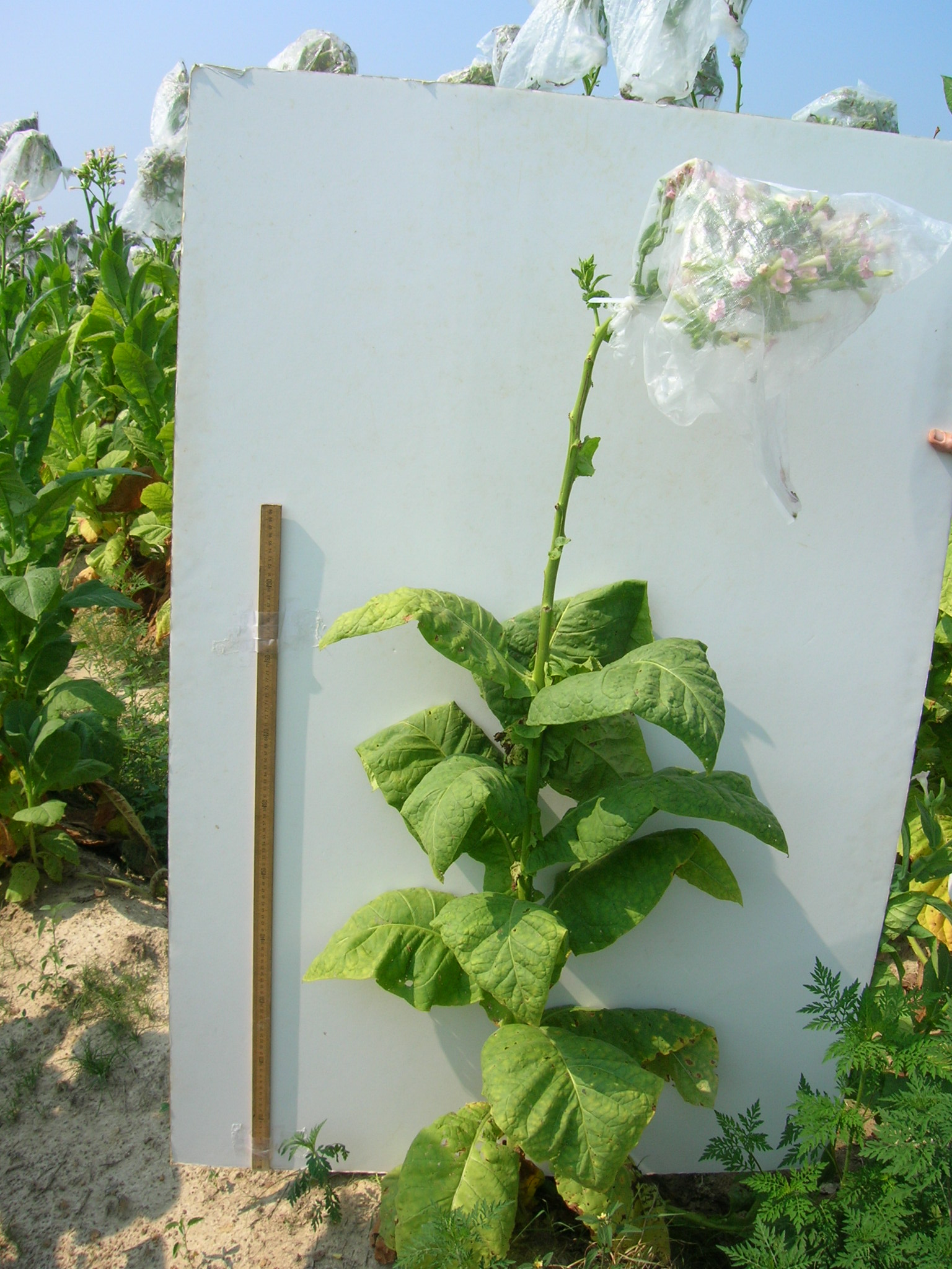 Click for 2 image(s) for this accession. PLANT