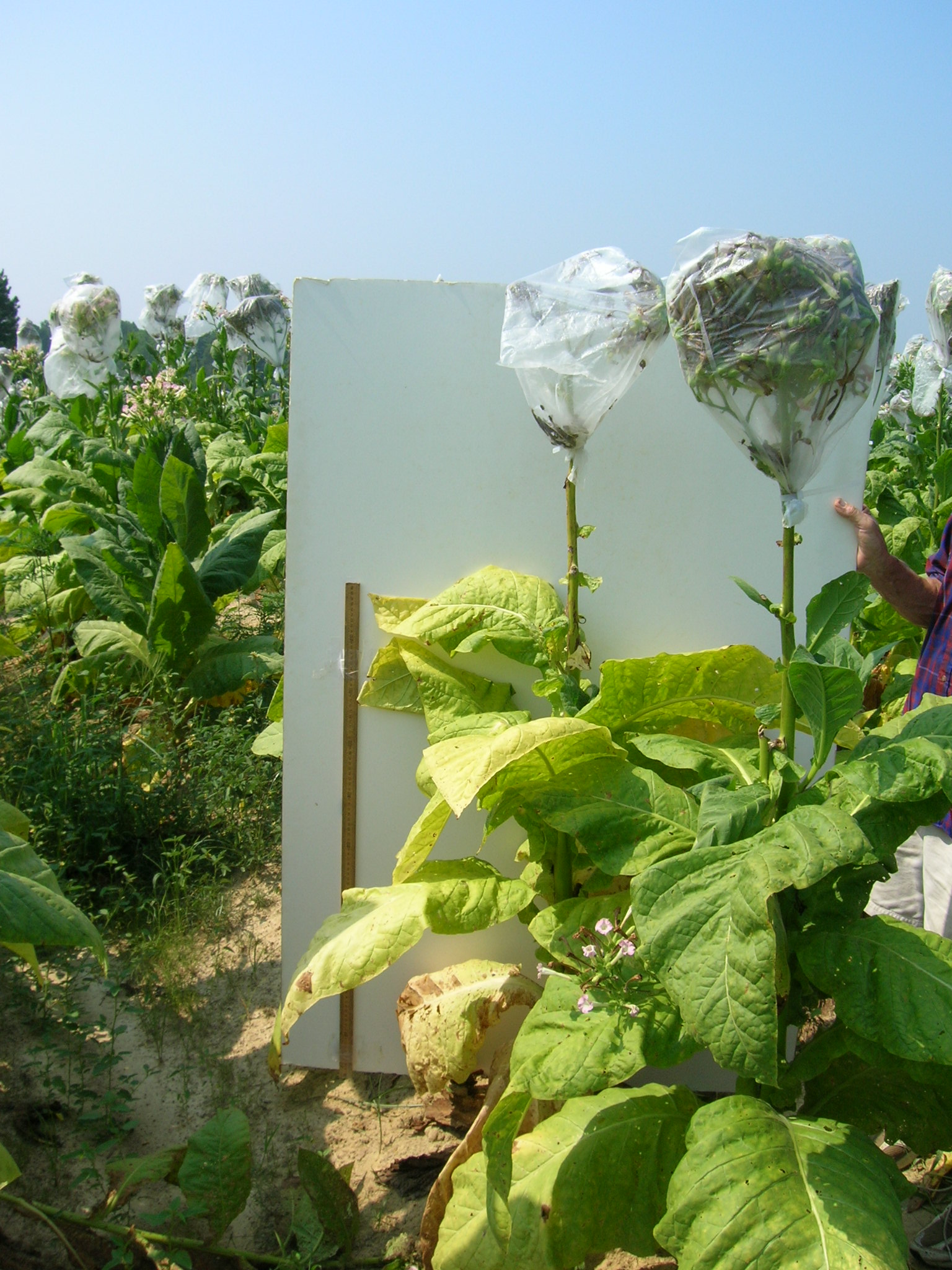 Click for 3 image(s) for this accession. PLANT