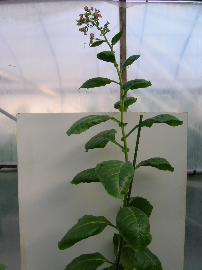 Click for 1 image(s) for this accession. PLANT