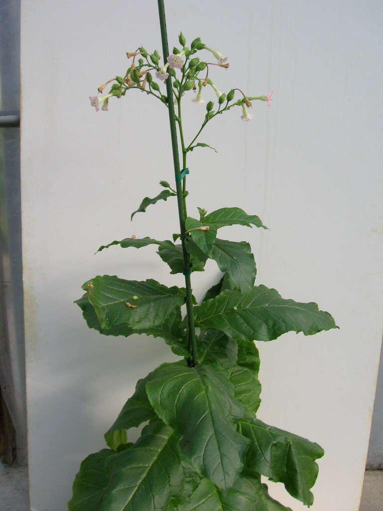 Click for 1 image(s) for this accession. PLANT