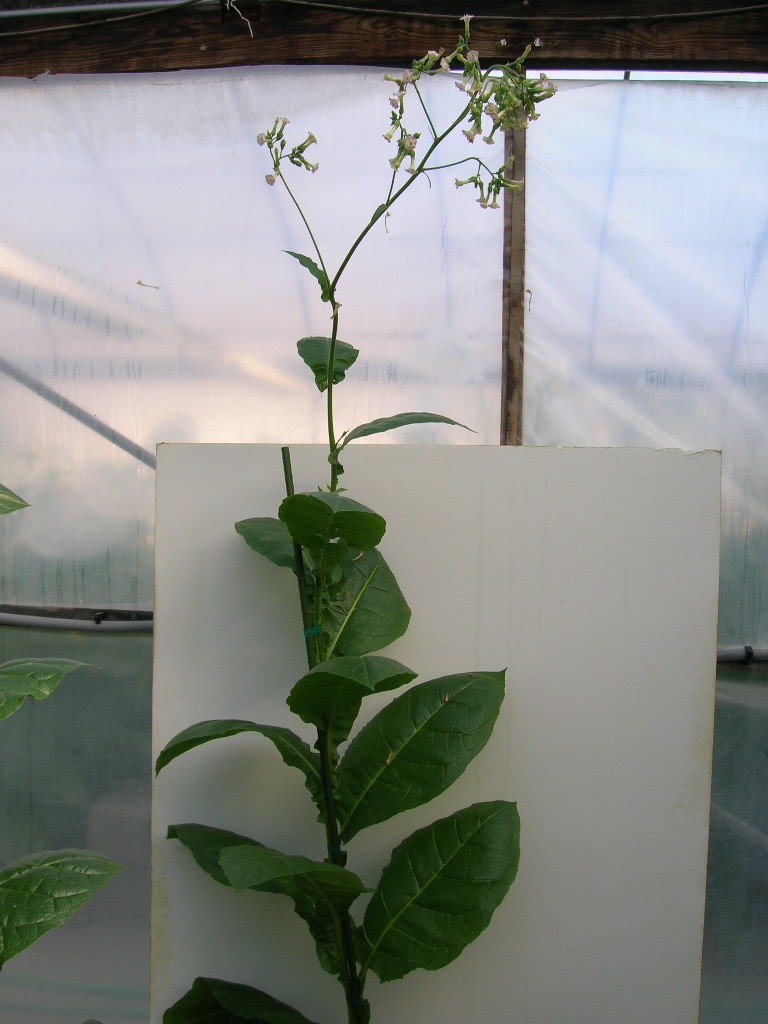 Click for 1 image(s) for this accession. PLANT
