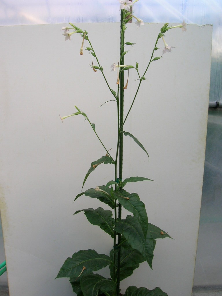 Click for 1 image(s) for this accession. PLANT