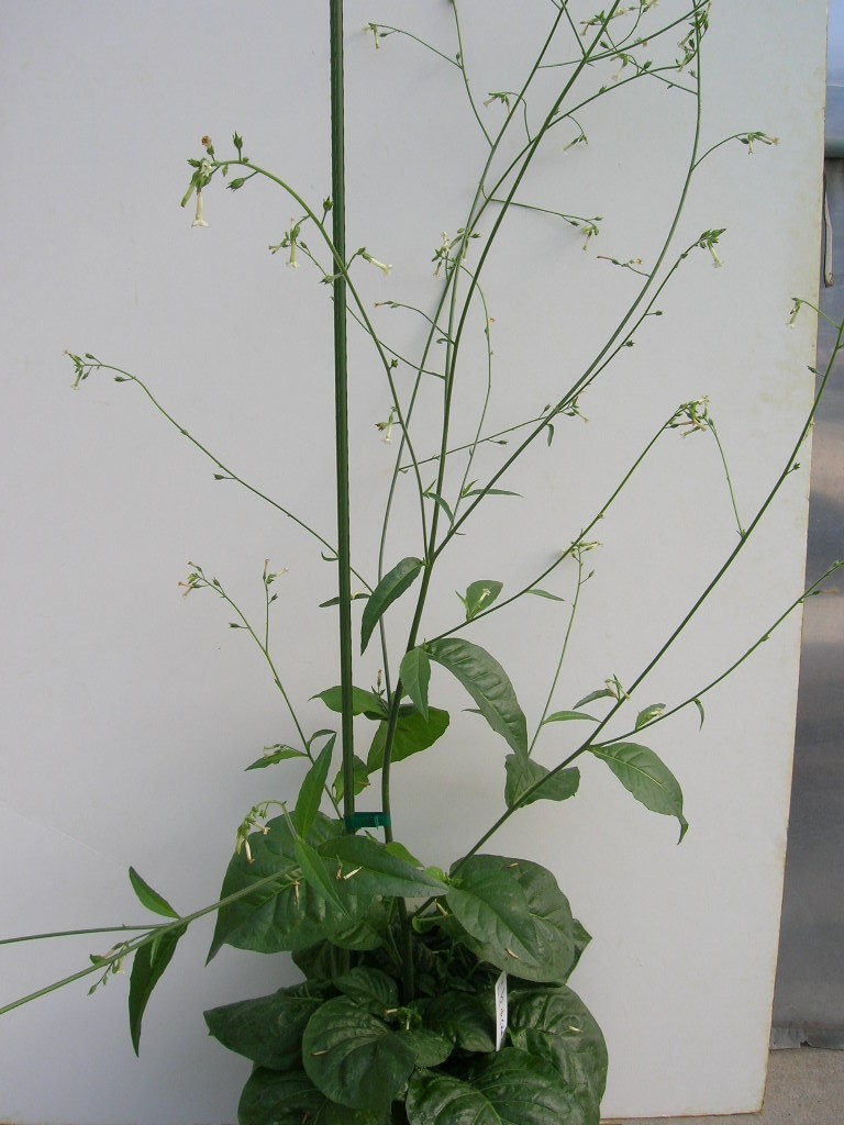 Click for 1 image(s) for this accession. PLANT