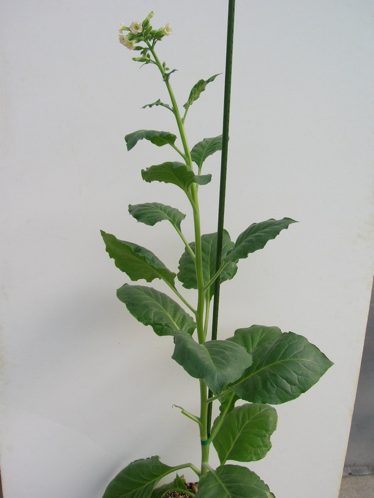 Click for 1 image(s) for this accession. PLANT