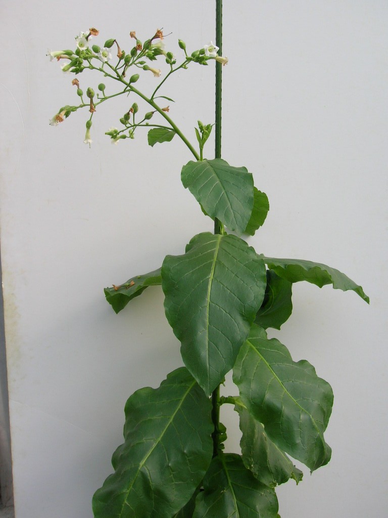 Click for 1 image(s) for this accession. PLANT
