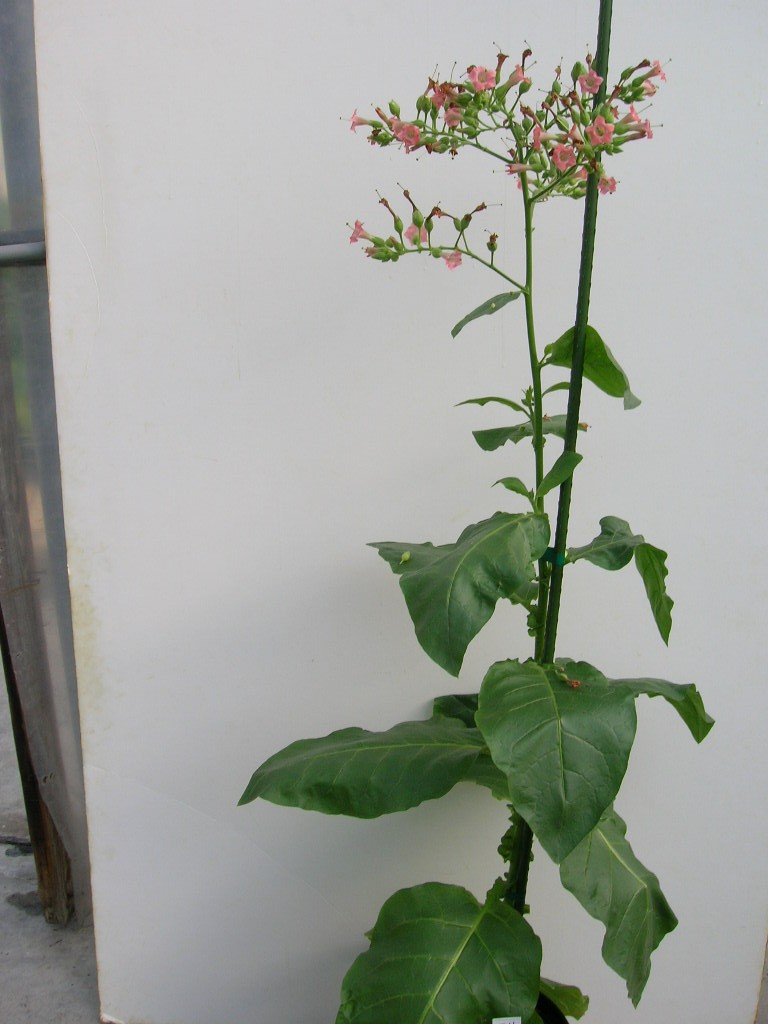 Click for 1 image(s) for this accession. PLANT