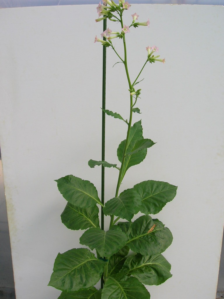 Click for 1 image(s) for this accession. PLANT