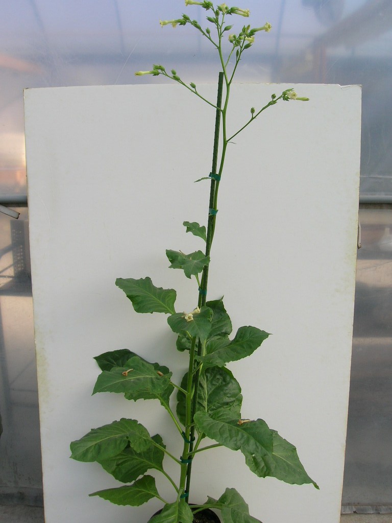 Click for 1 image(s) for this accession. PLANT
