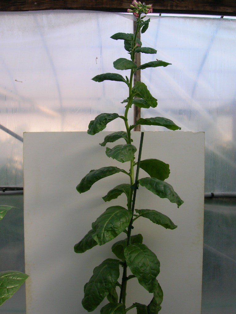 Click for 1 image(s) for this accession. PLANT