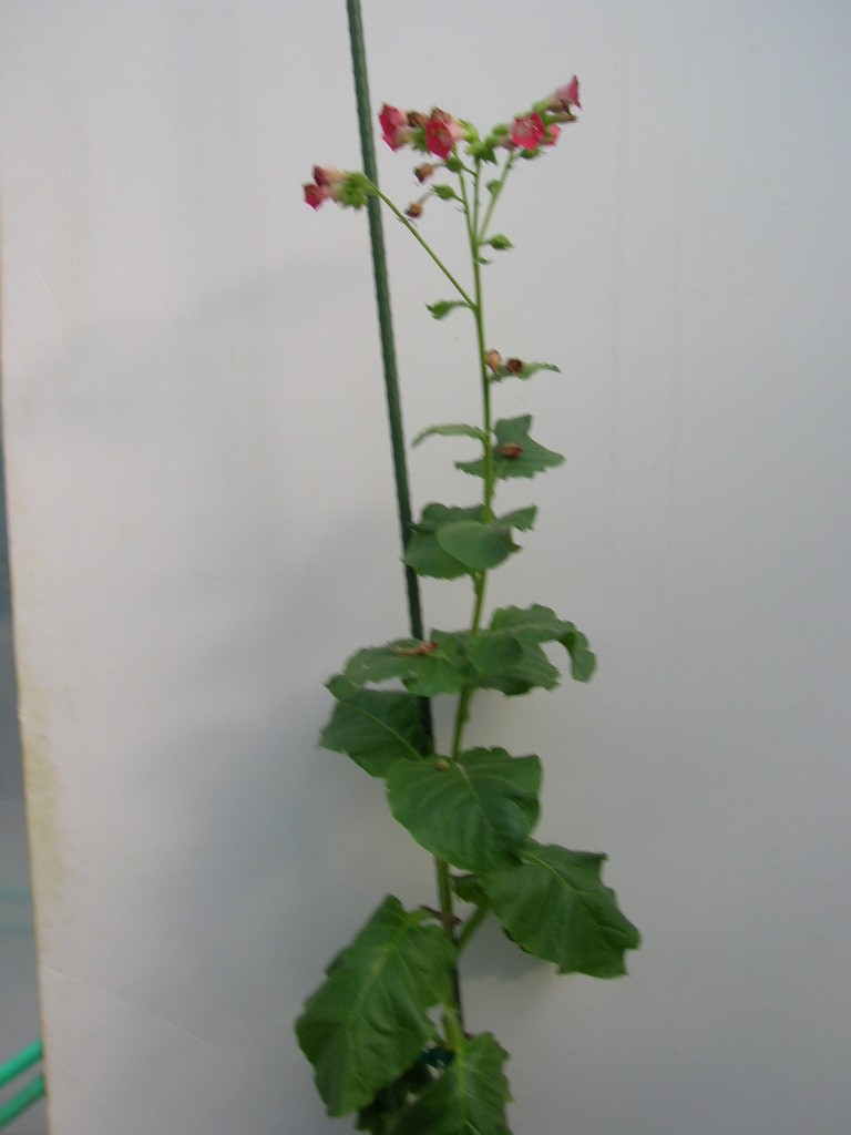 Click for 1 image(s) for this accession. PLANT