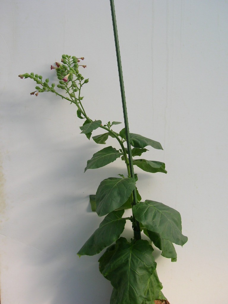 Click for 1 image(s) for this accession. PLANT