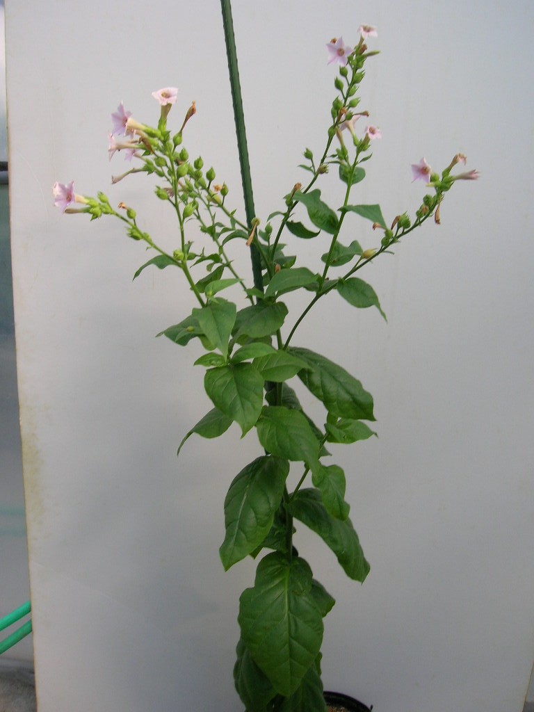 Click for 1 image(s) for this accession. PLANT