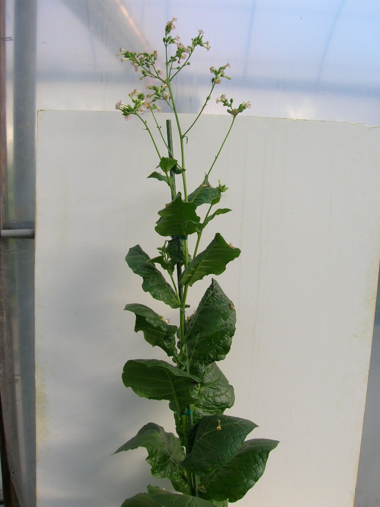 Click for 1 image(s) for this accession. PLANT