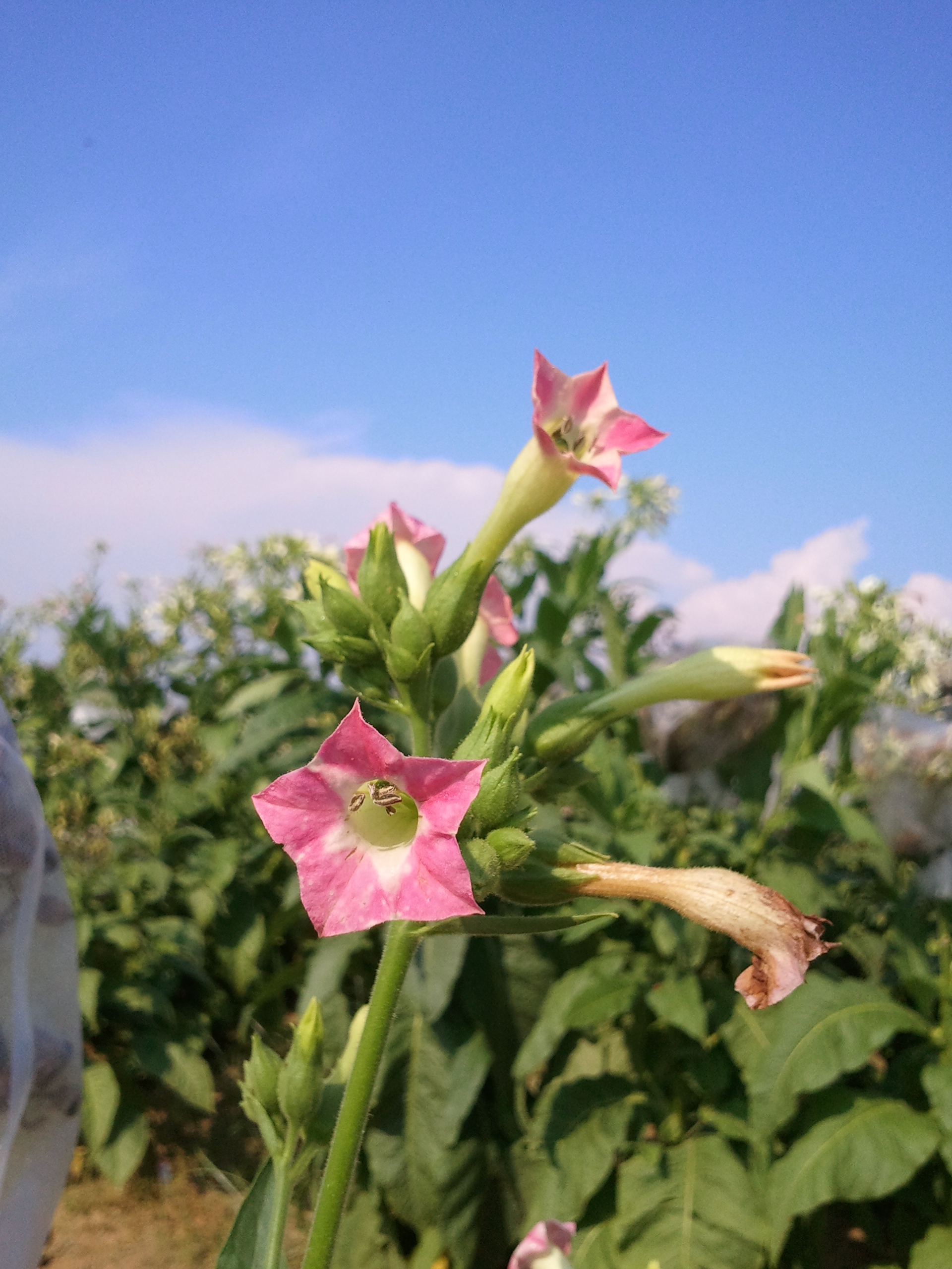 Click for 2 image(s) for this accession. FLOWER