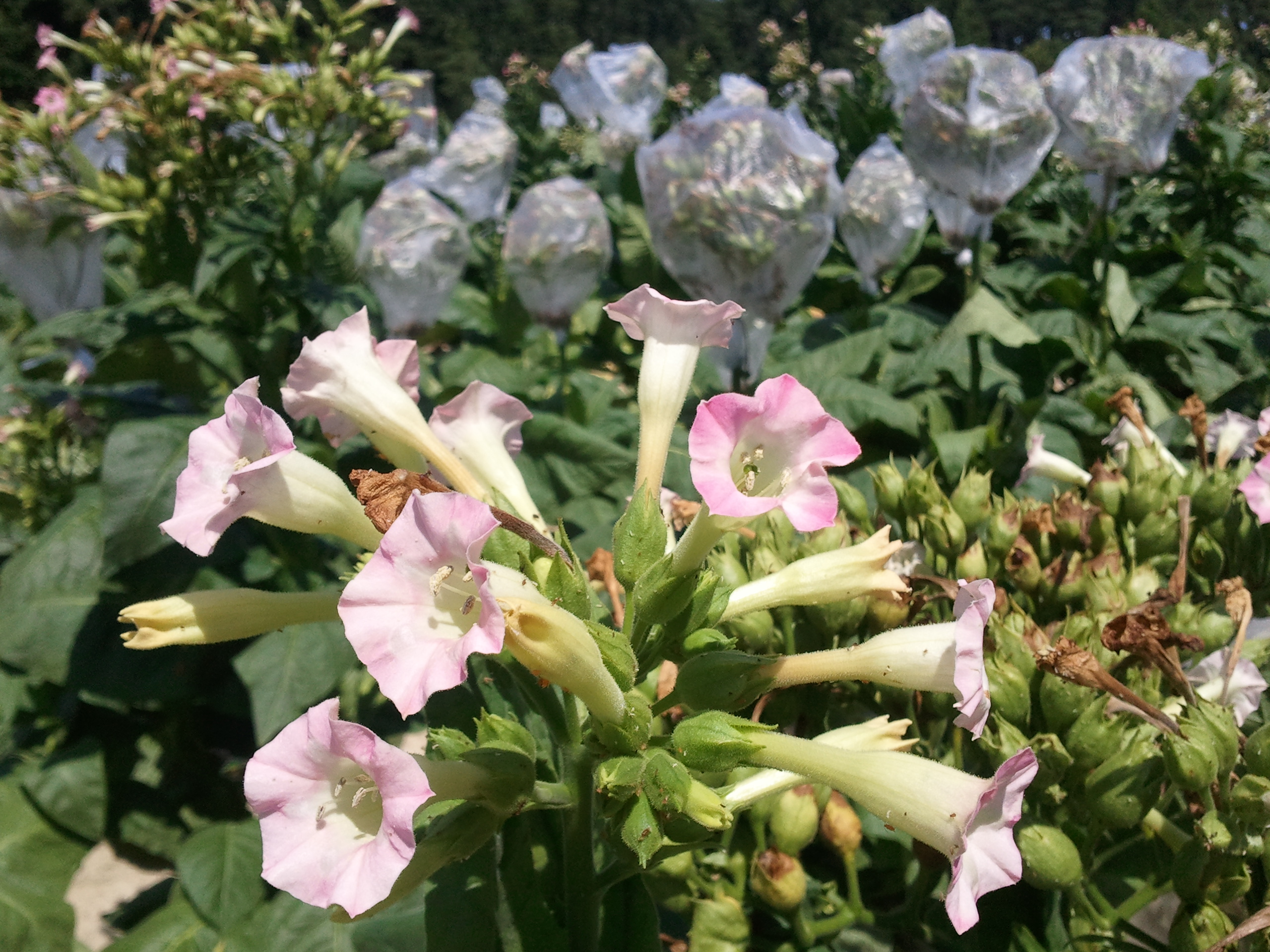 Click for 2 image(s) for this accession. FLOWER