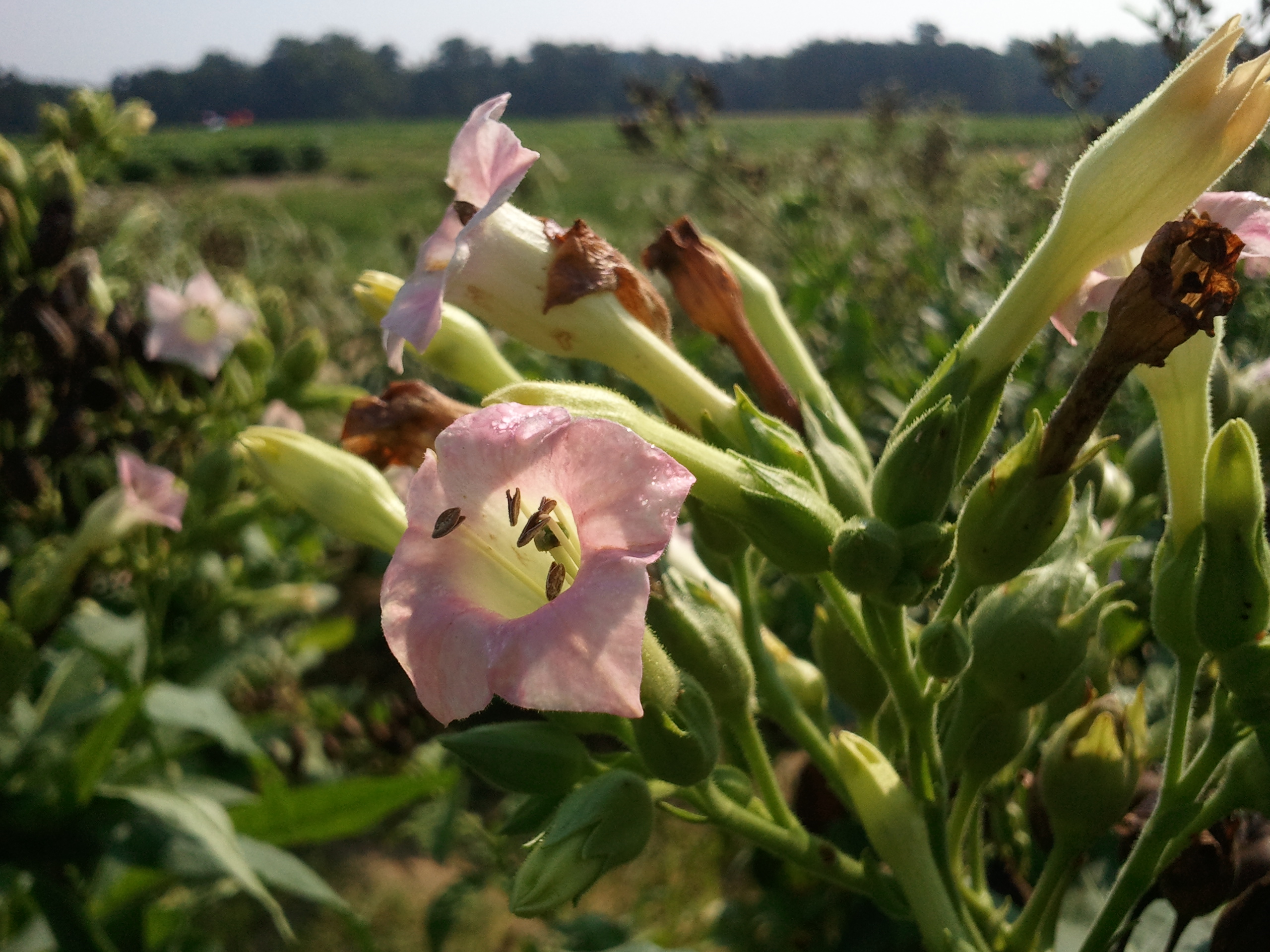 Click for 3 image(s) for this accession. FLOWER
