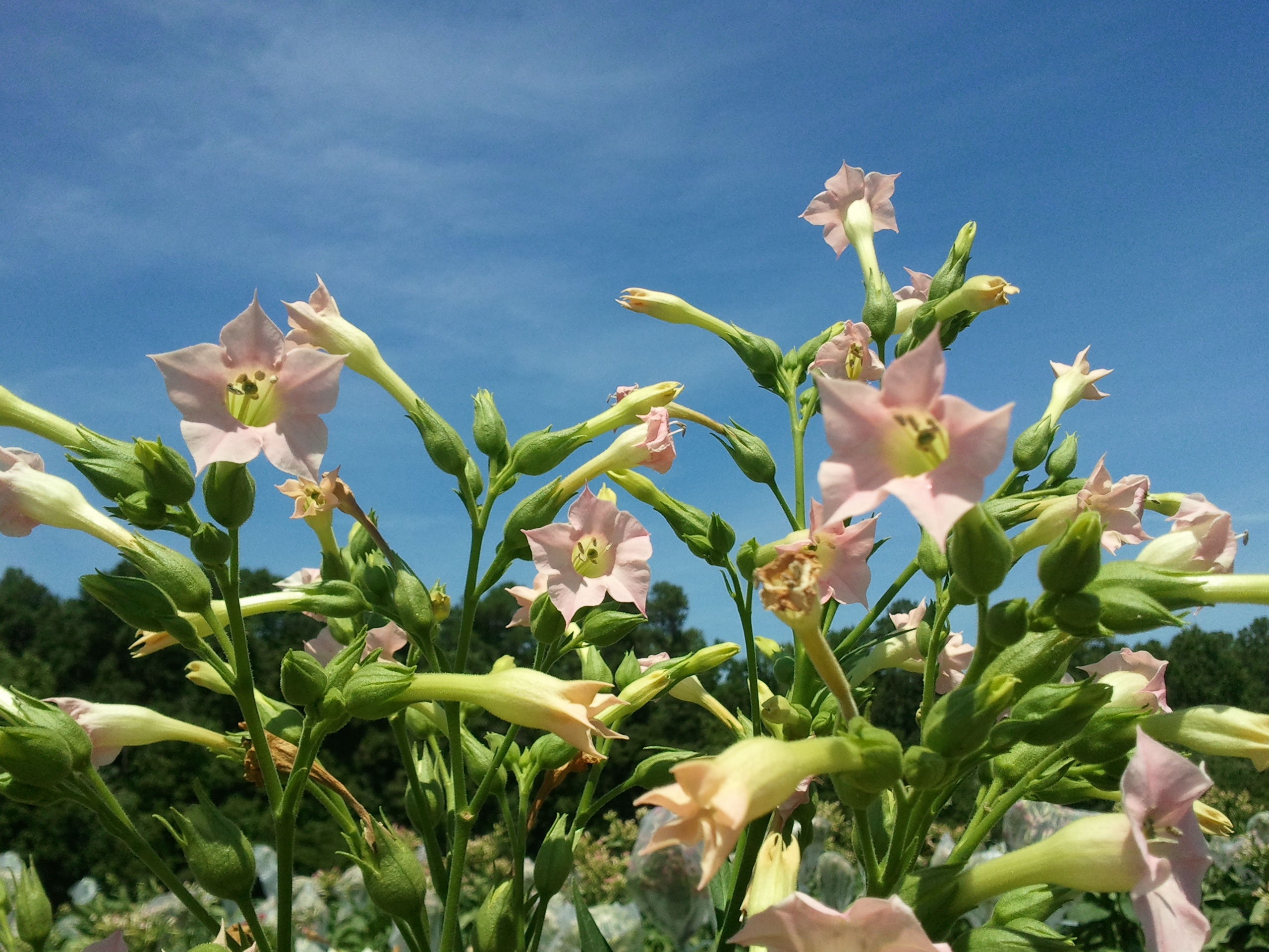 Click for 2 image(s) for this accession. FLOWER
