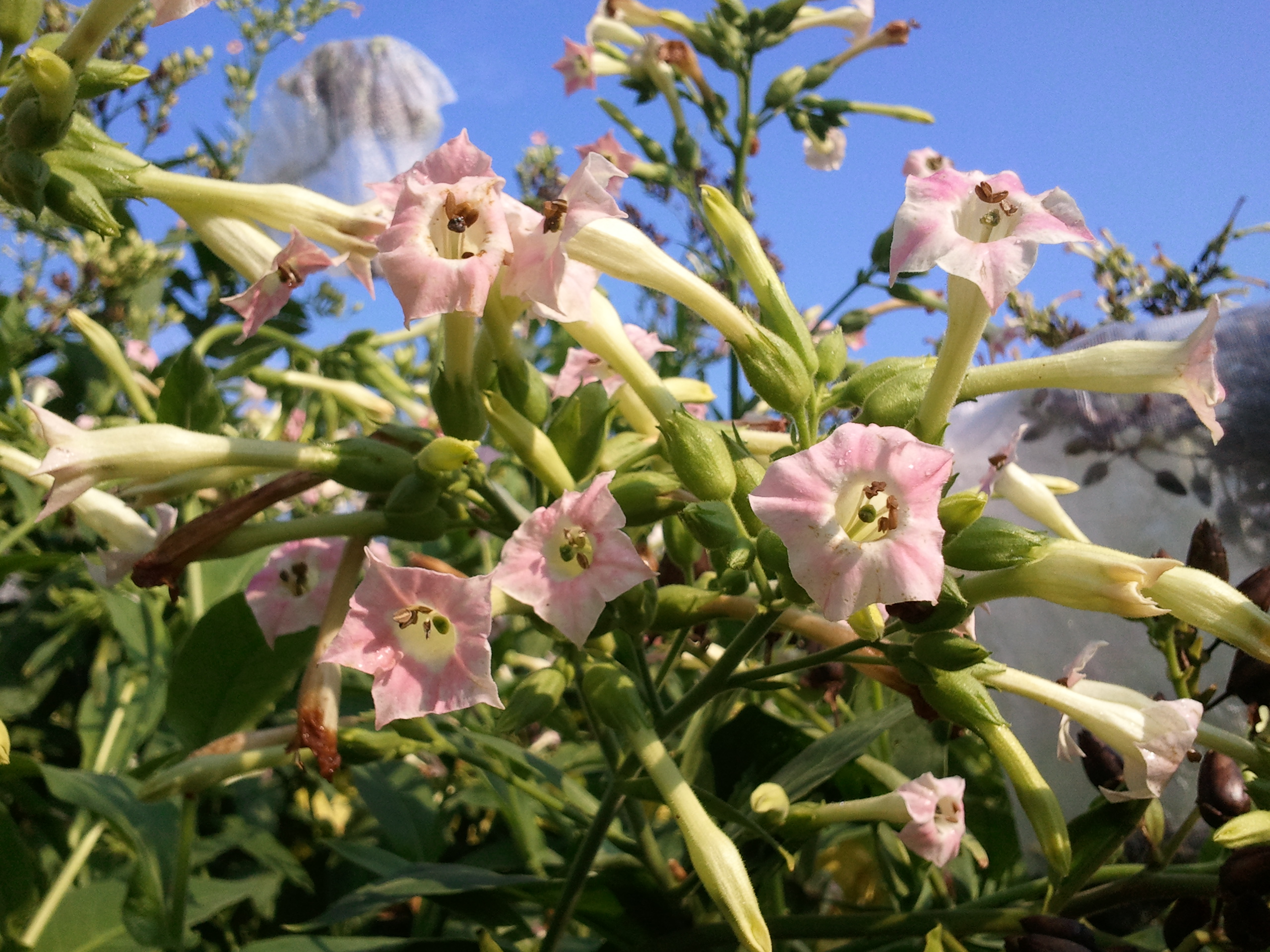 Click for 2 image(s) for this accession. FLOWER