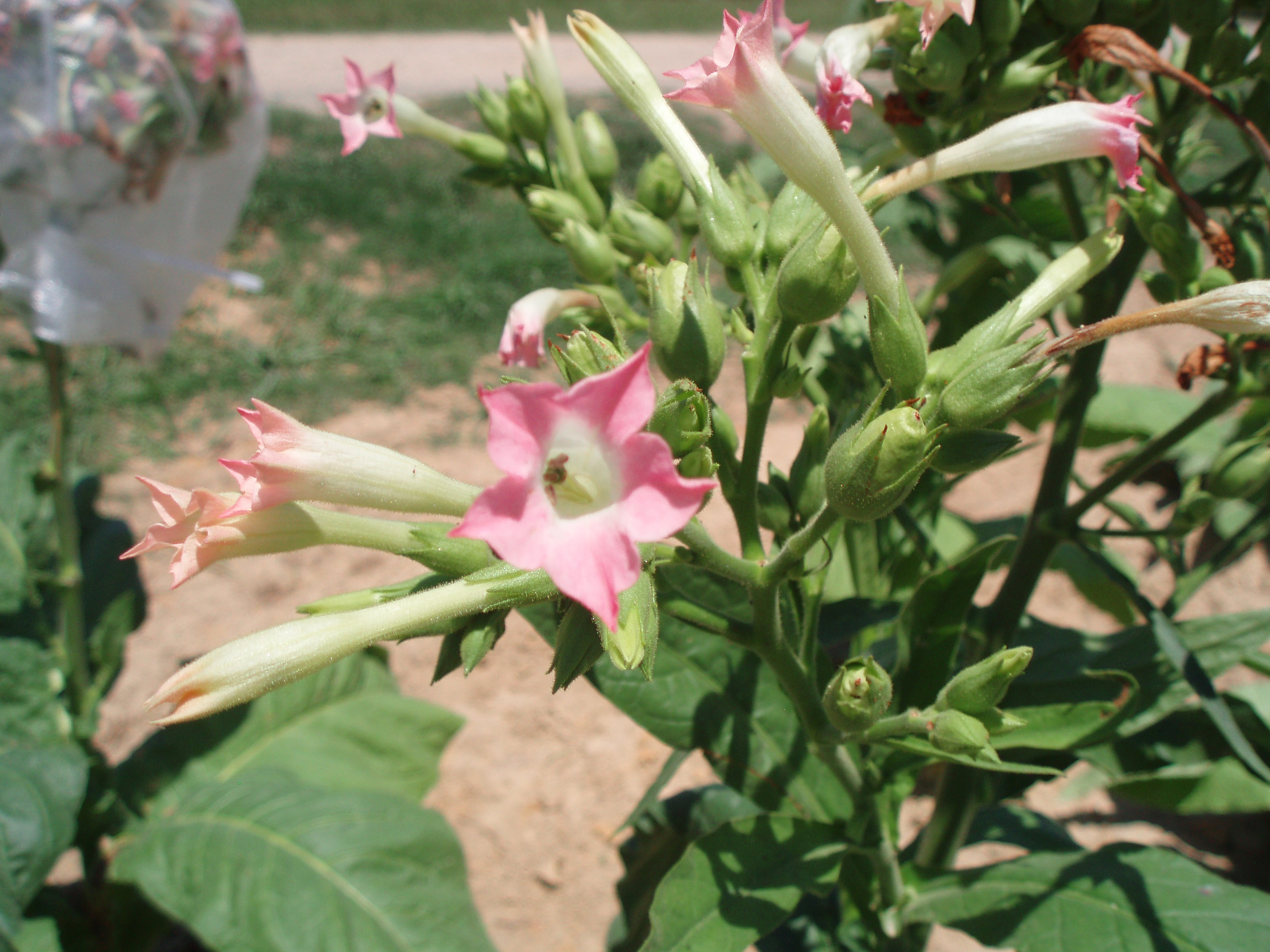 Click for 6 image(s) for this accession. FLOWER