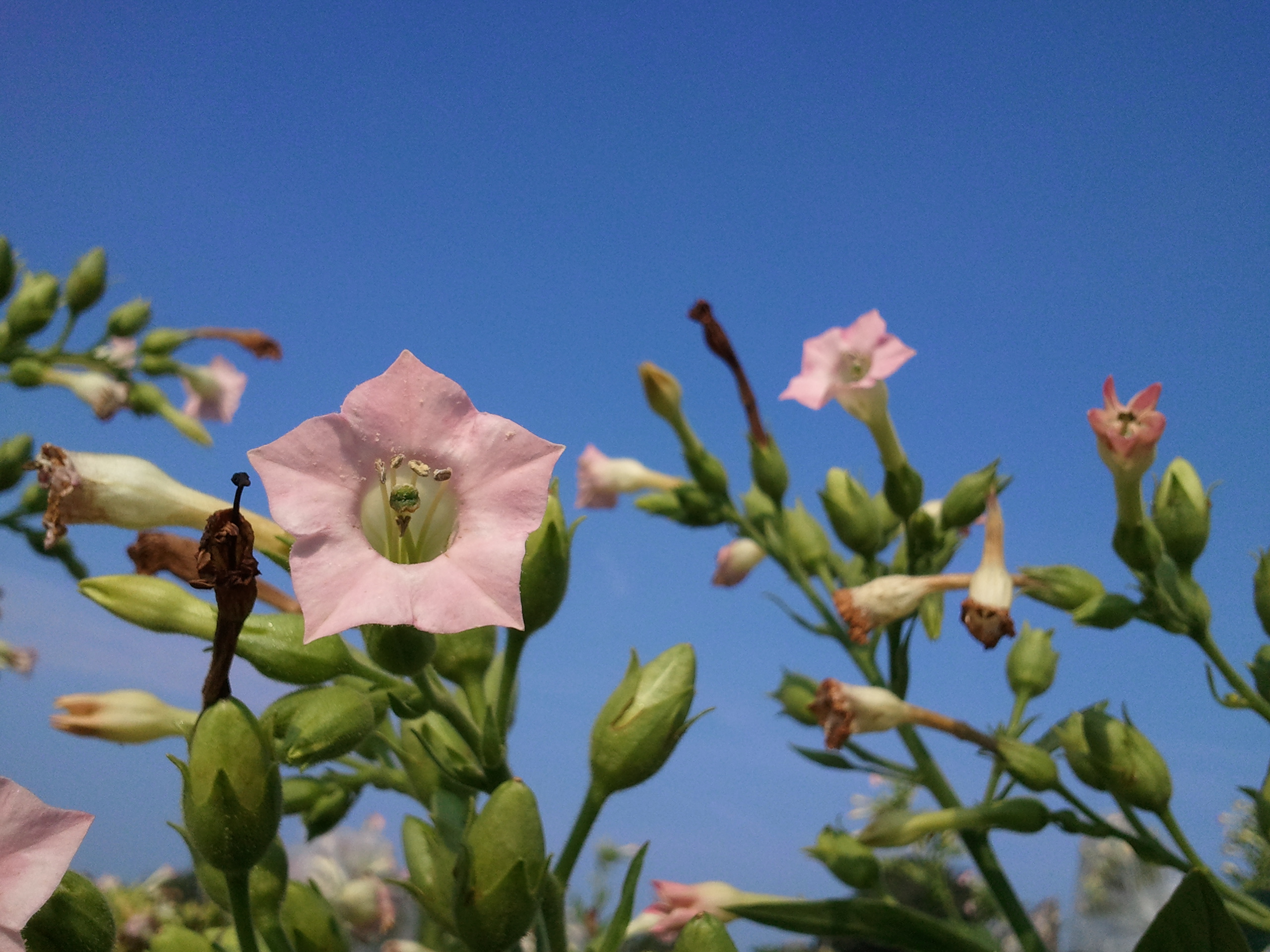 Click for 3 image(s) for this accession. FLOWER