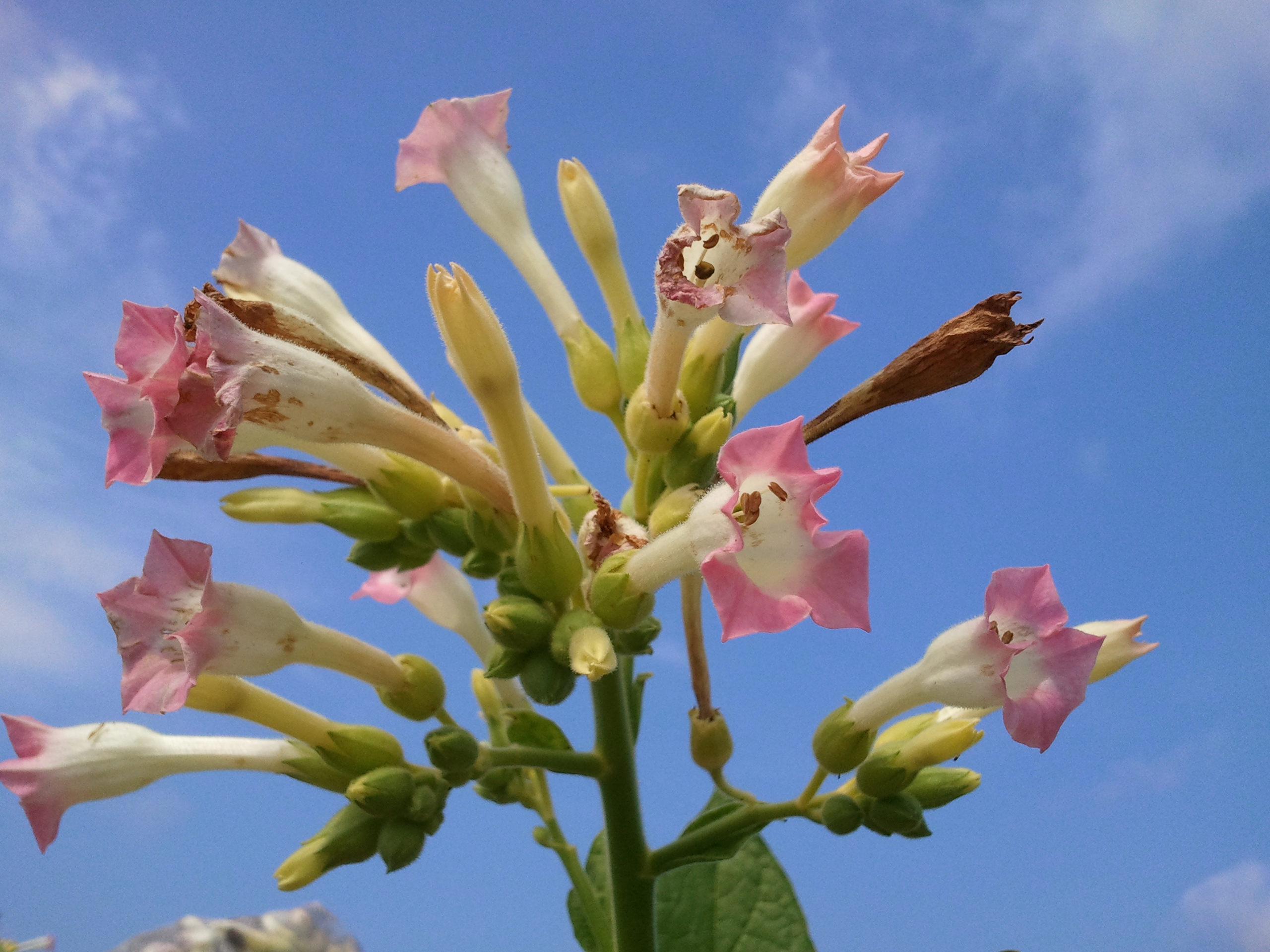 FLOWER