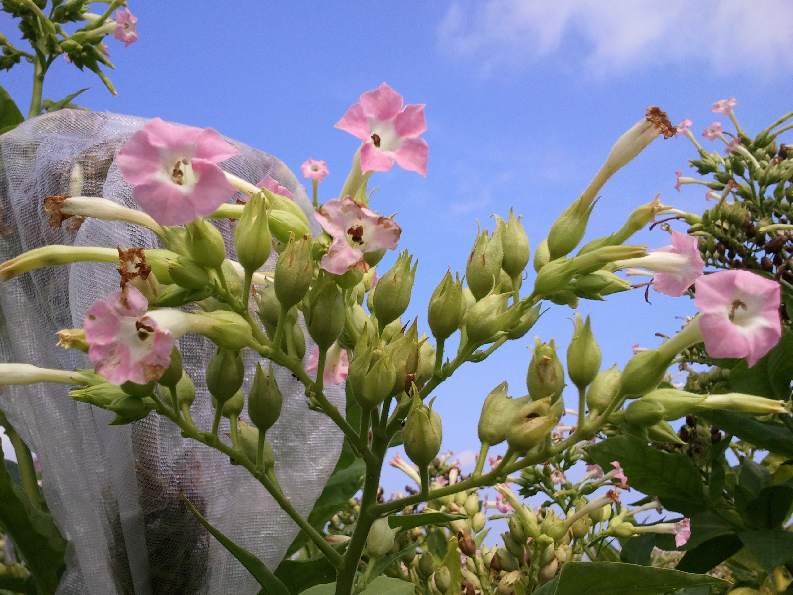 FLOWER