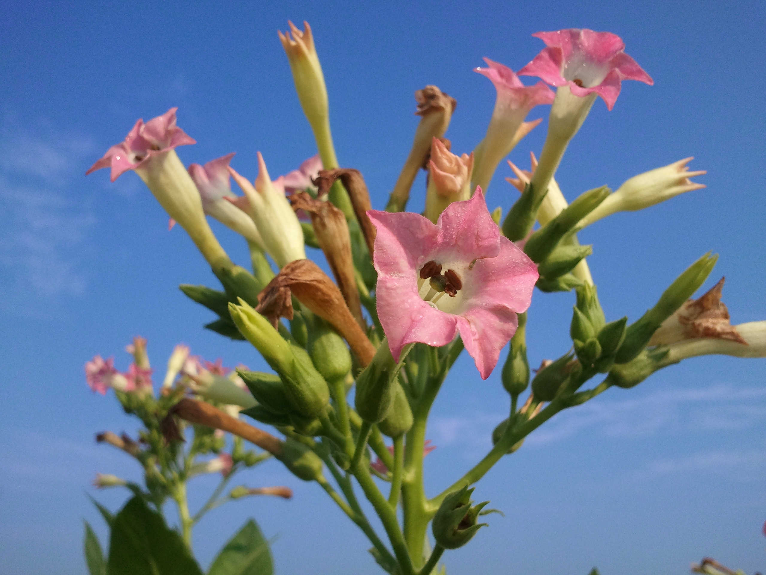 Click for 2 image(s) for this accession. FLOWER