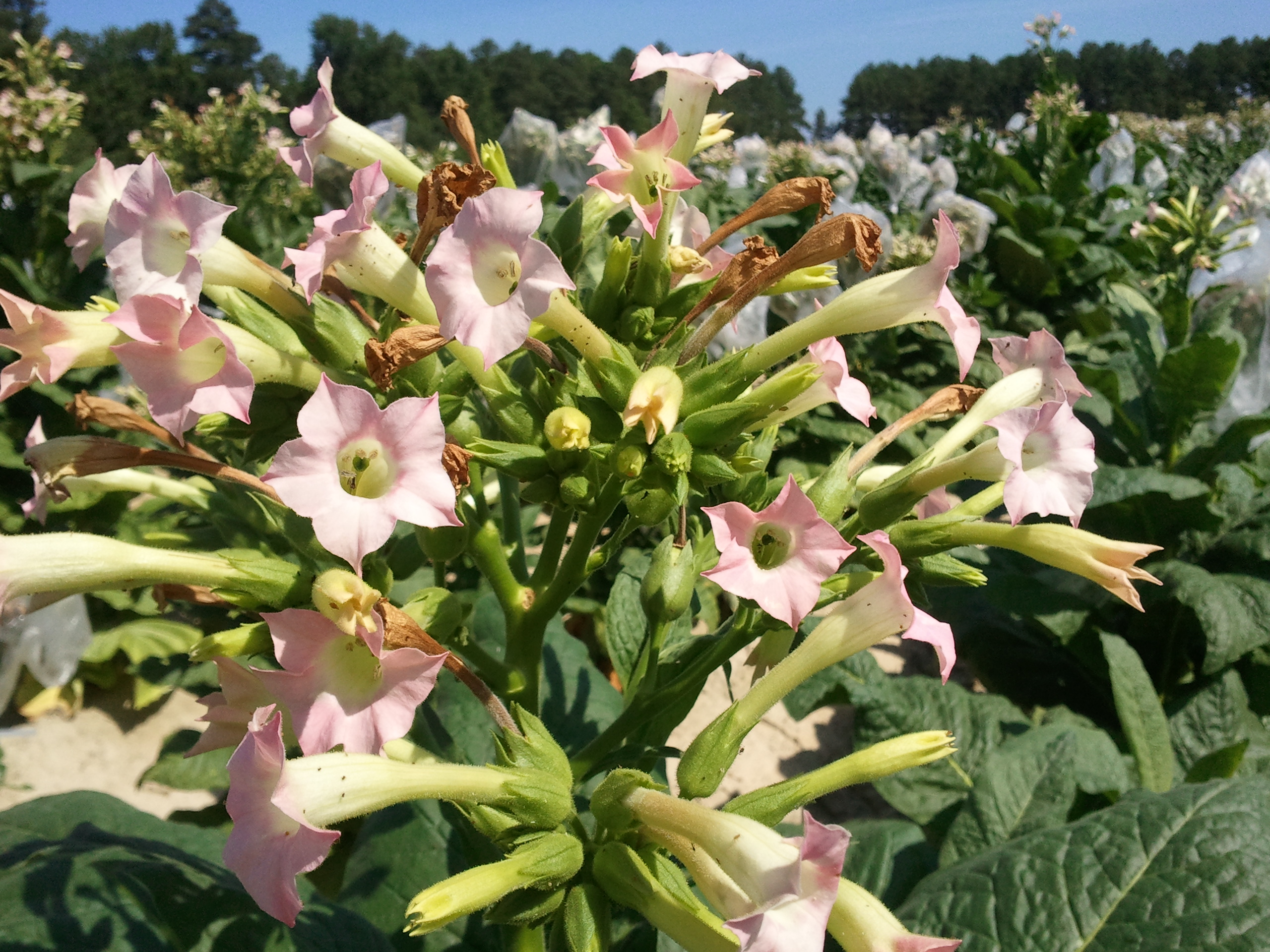 Click for 2 image(s) for this accession. FLOWER