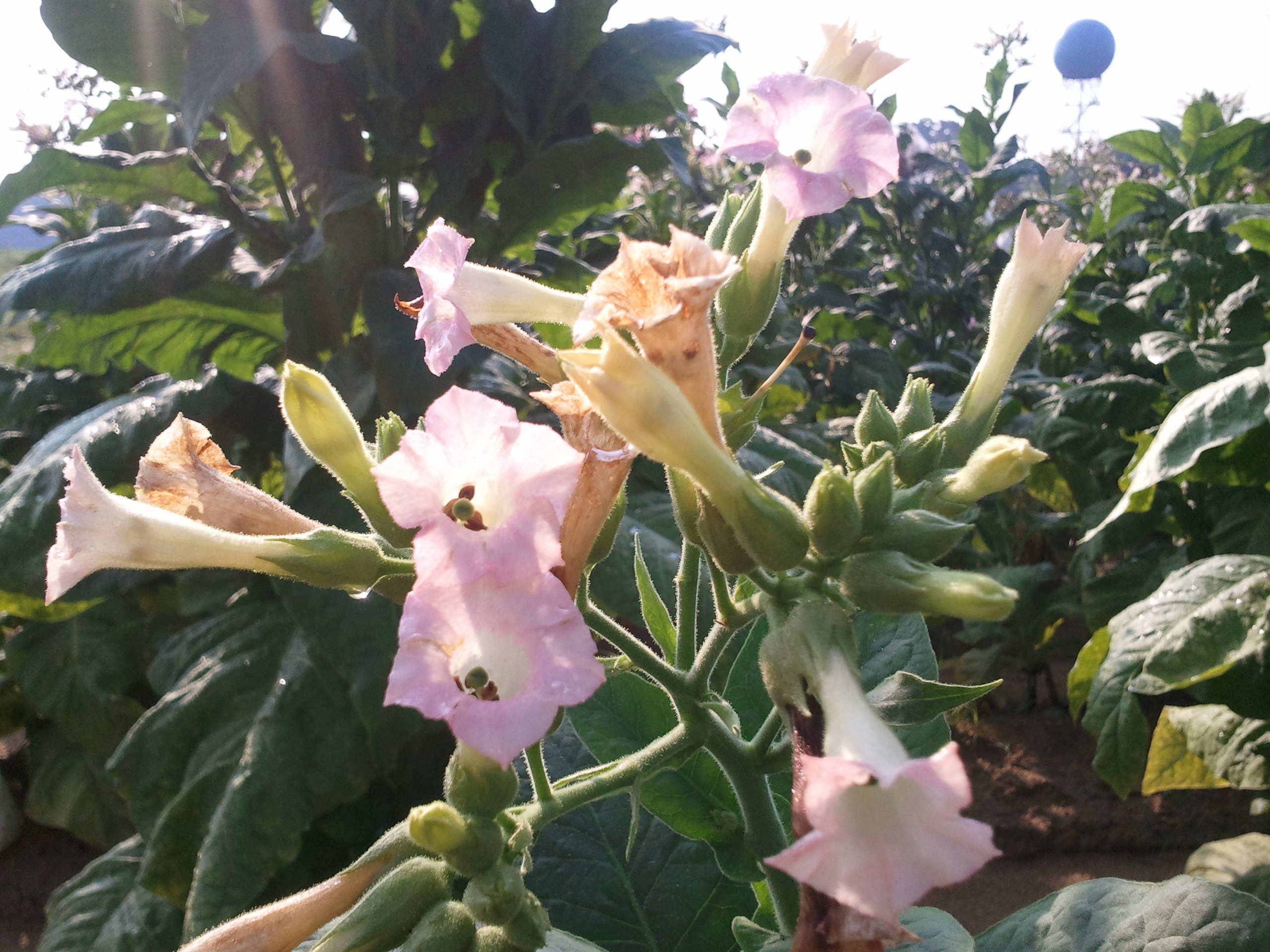 FLOWER