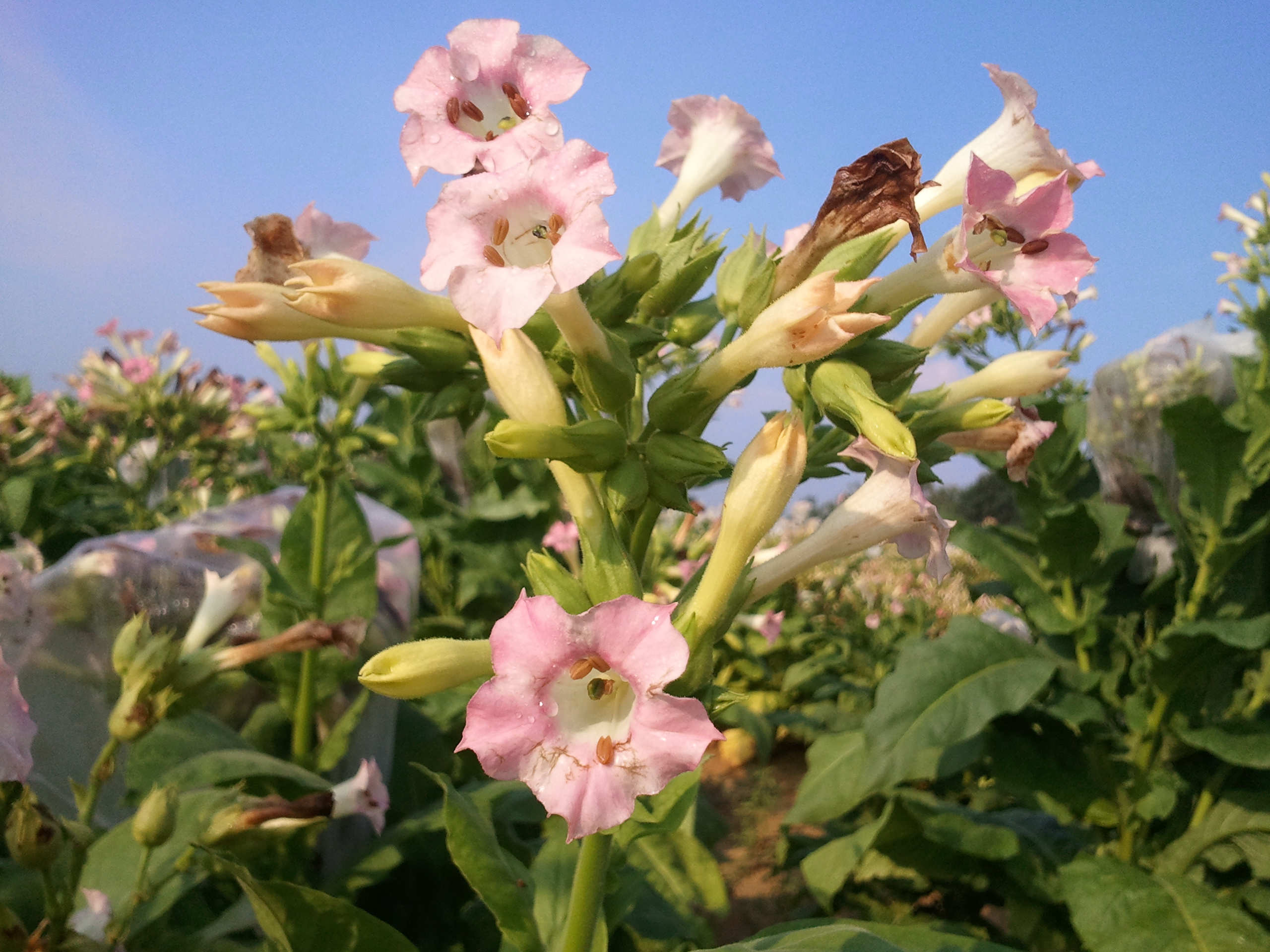Click for 2 image(s) for this accession. FLOWER