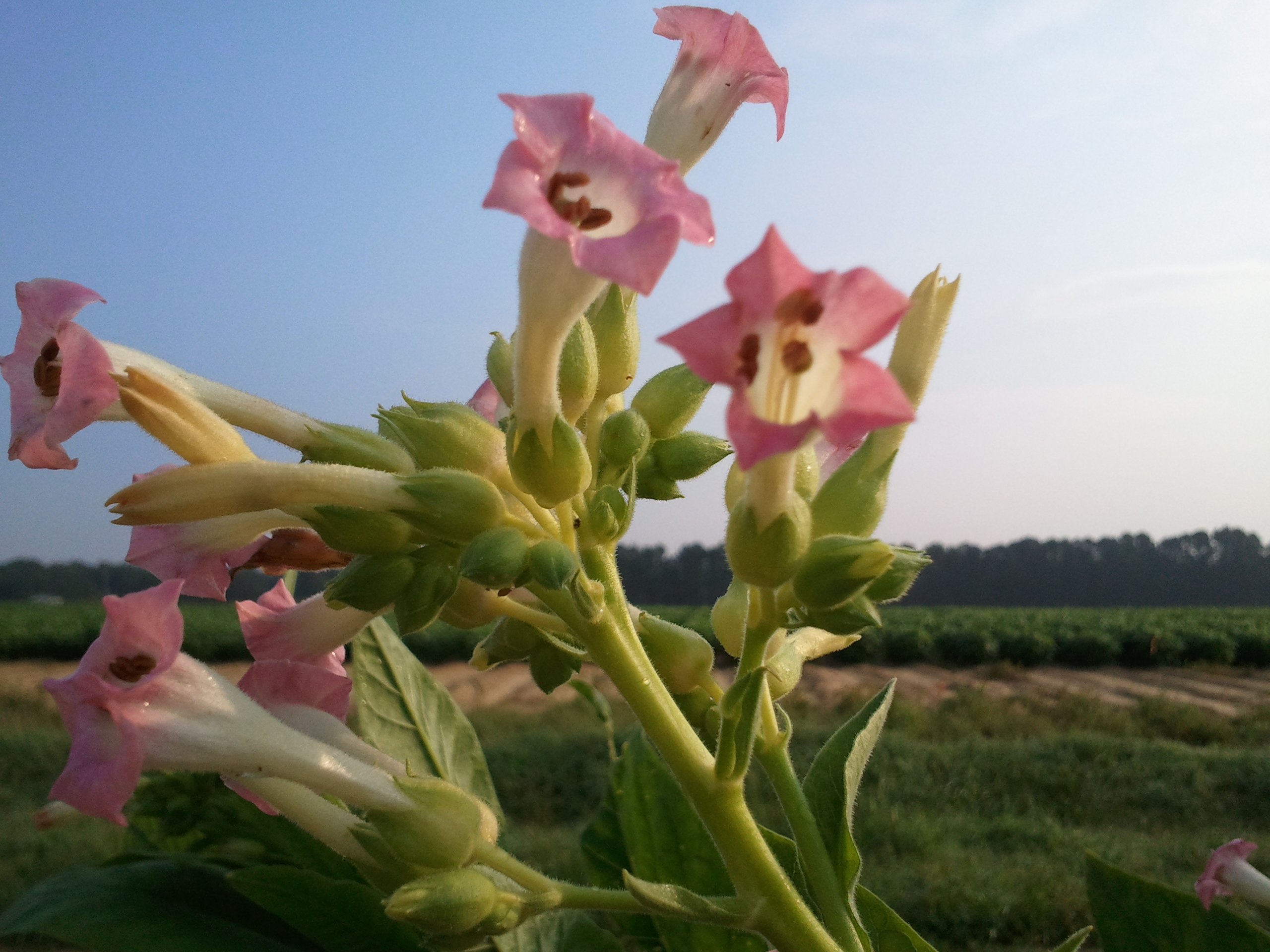 Click for 2 image(s) for this accession. FLOWER