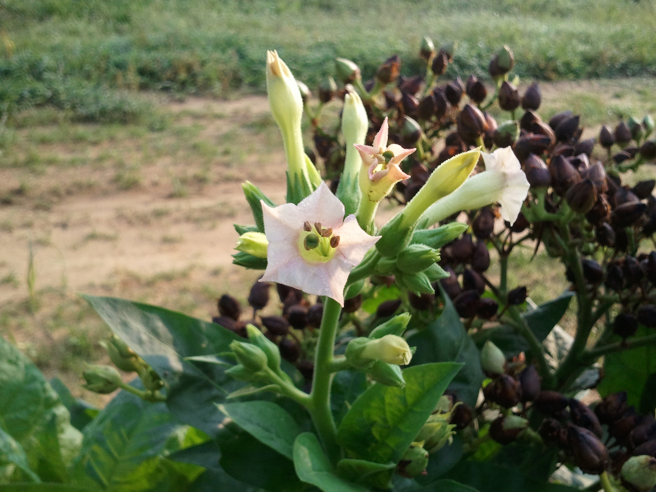 Click for 2 image(s) for this accession. FLOWER