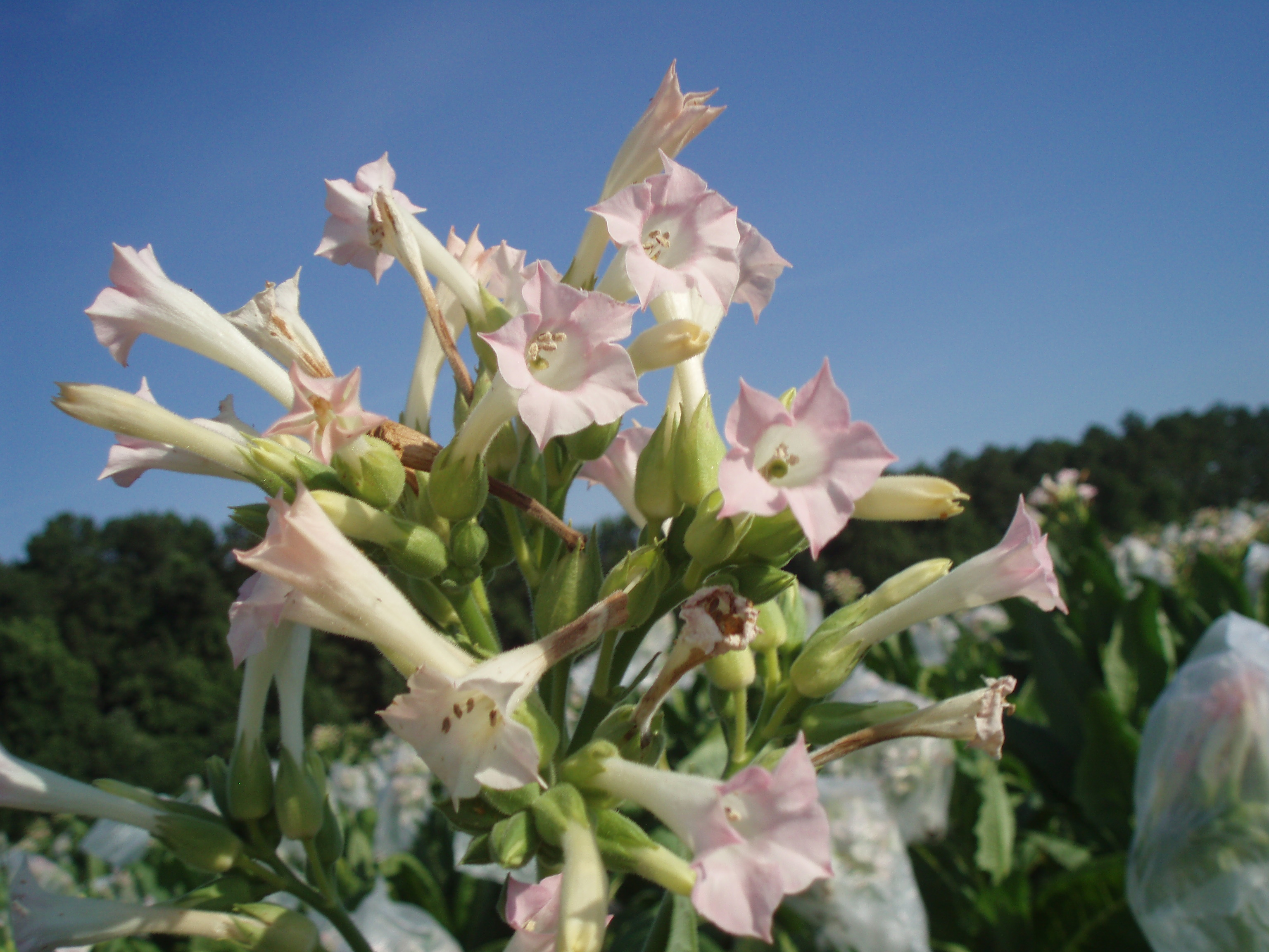 Click for 2 image(s) for this accession. FLOWER