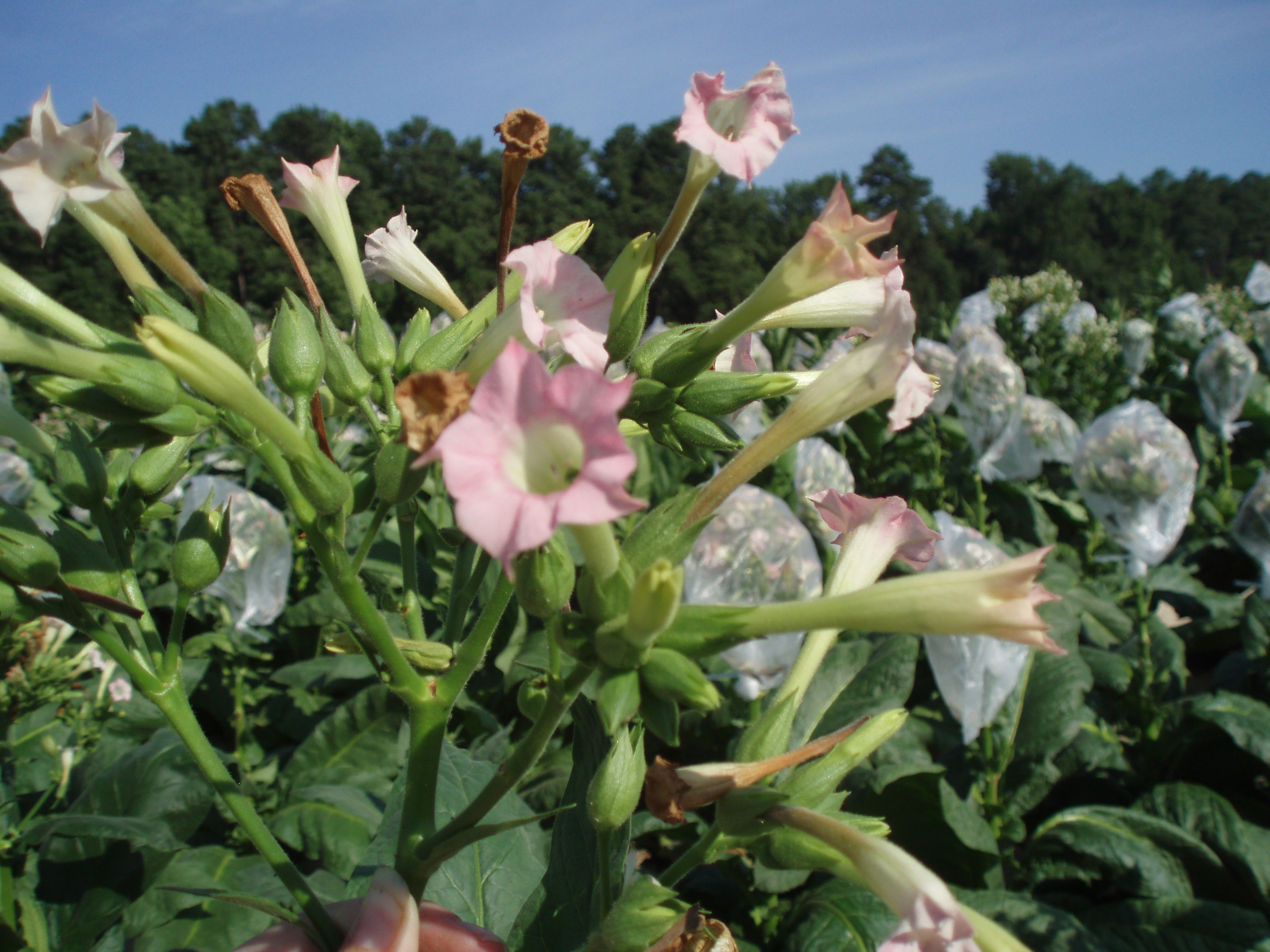 Click for 2 image(s) for this accession. FLOWER