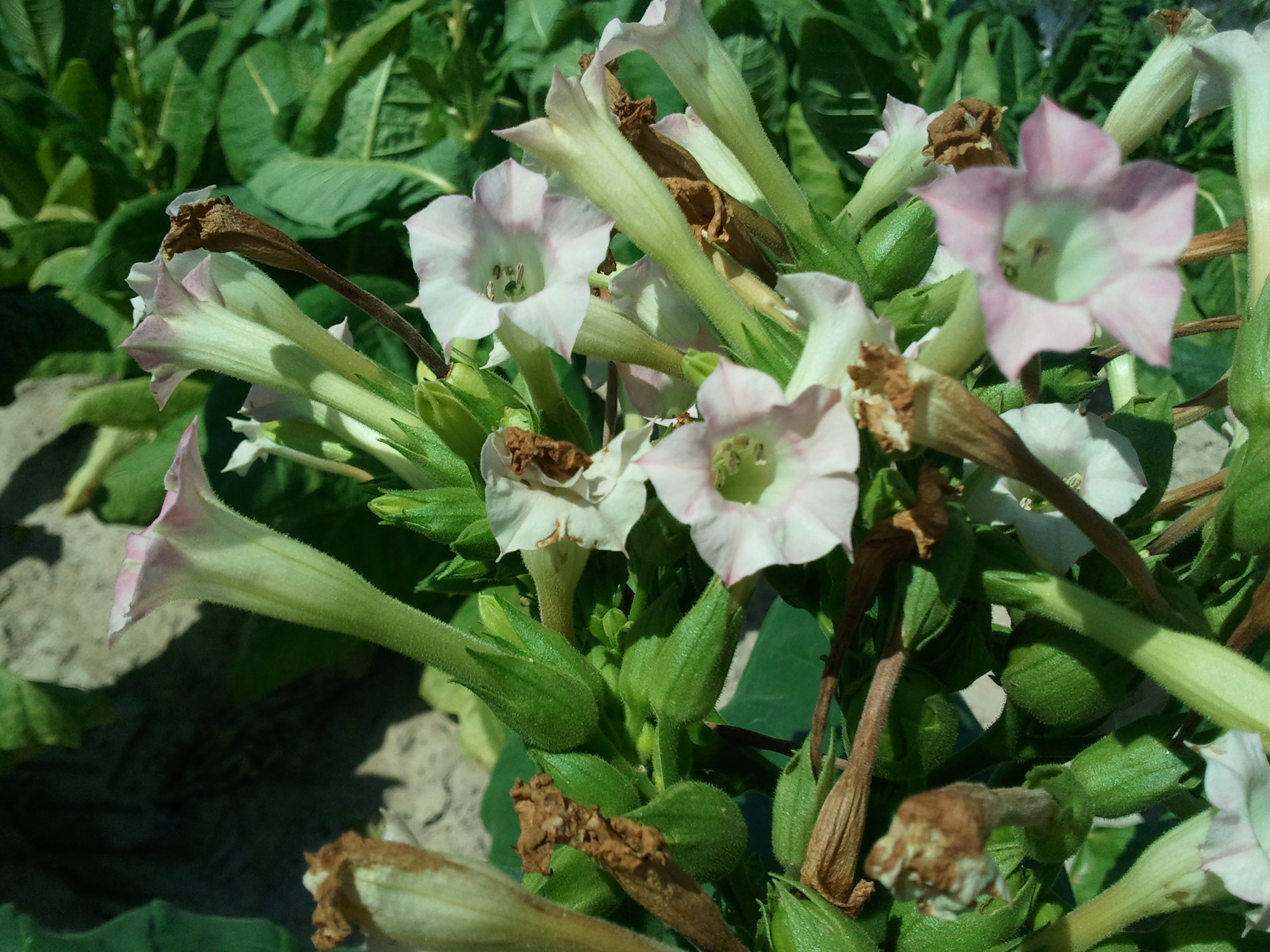 Click for 2 image(s) for this accession. FLOWER