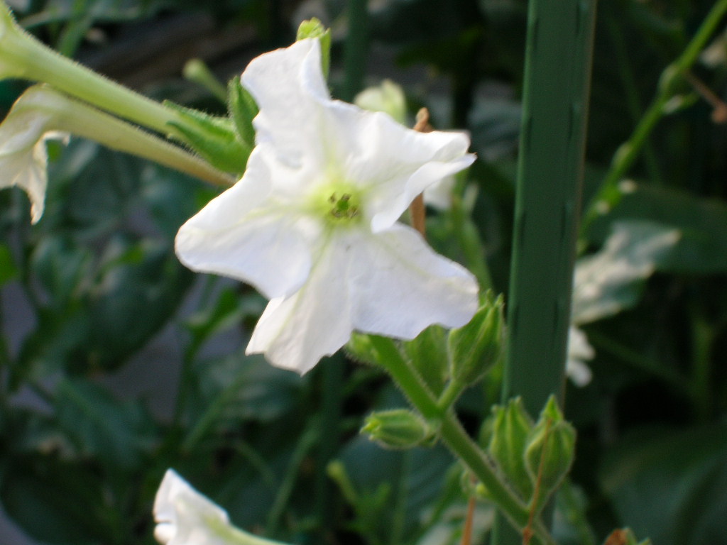 Click for 2 image(s) for this accession. FLOWER