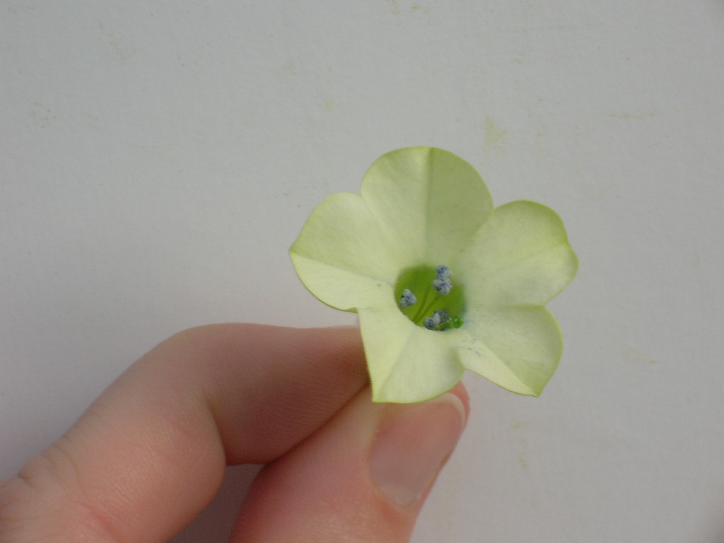 Click for 2 image(s) for this accession. FLOWER