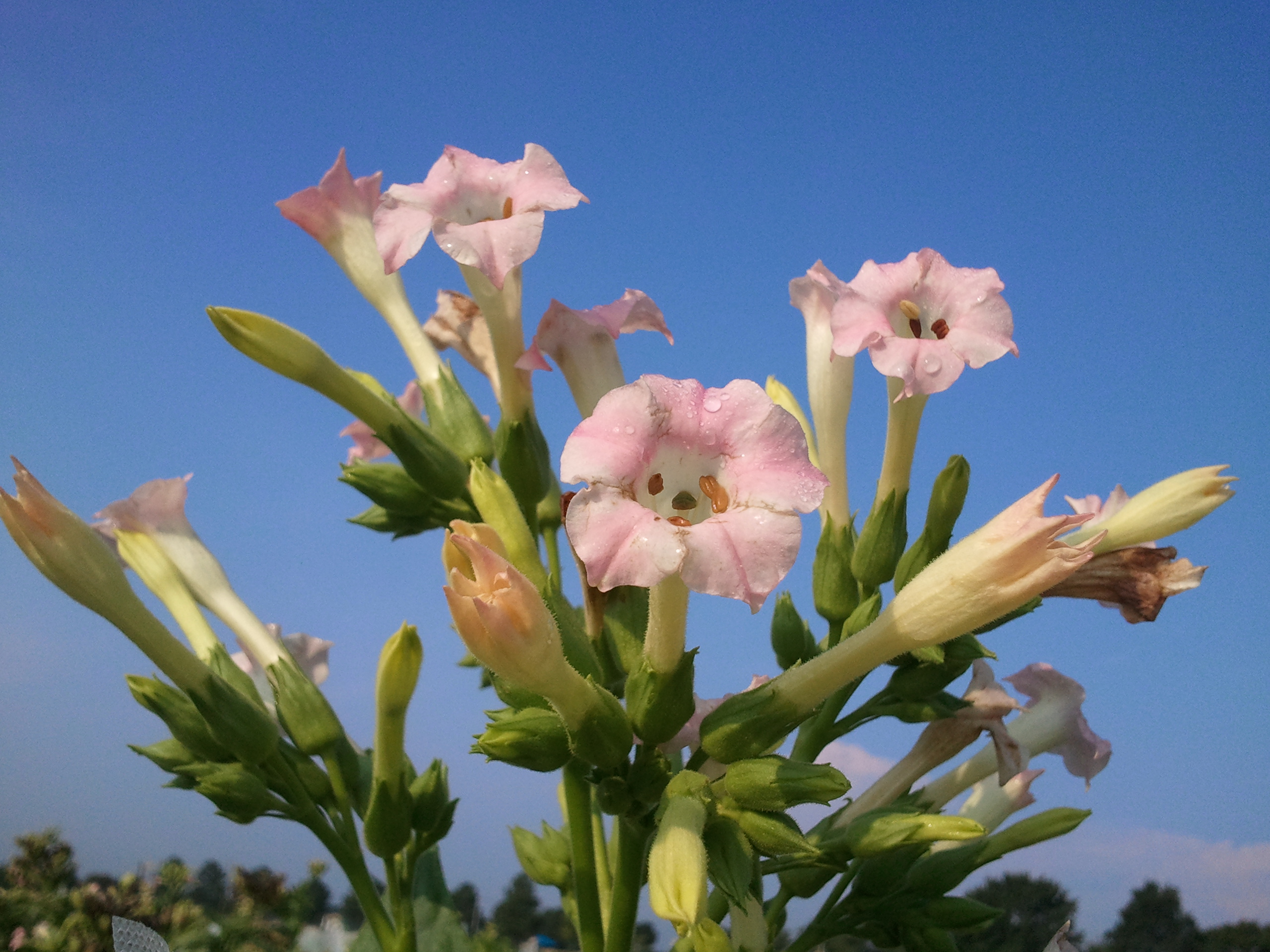 Click for 2 image(s) for this accession. FLOWER