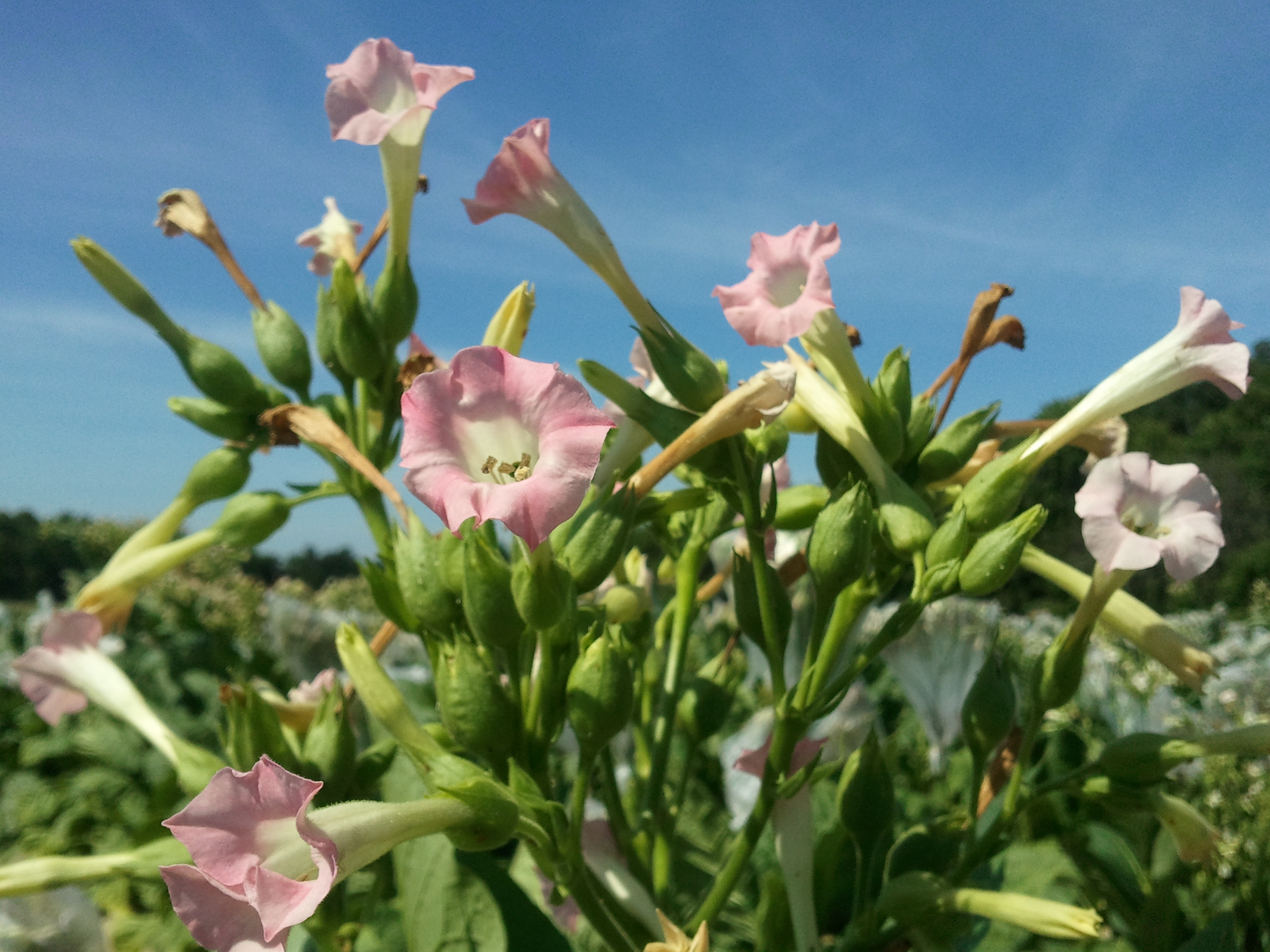 Click for 2 image(s) for this accession. FLOWER