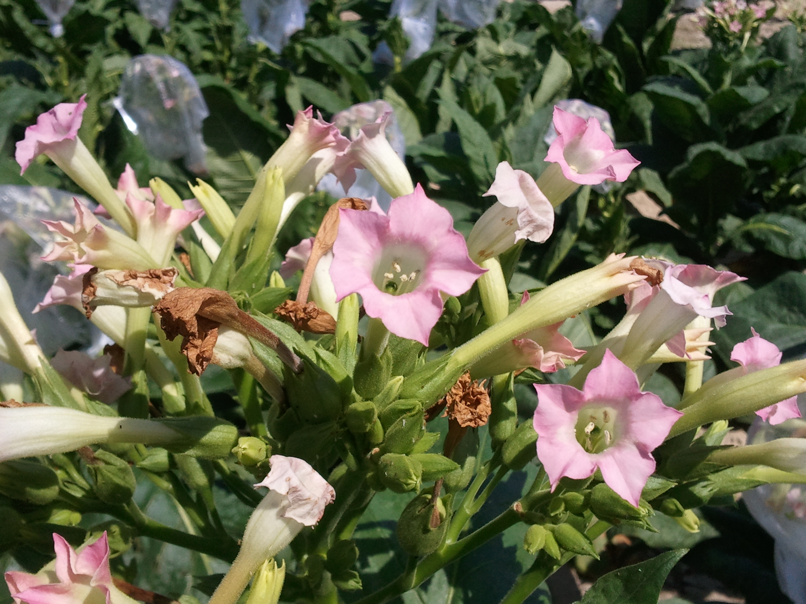 Click for 2 image(s) for this accession. FLOWER