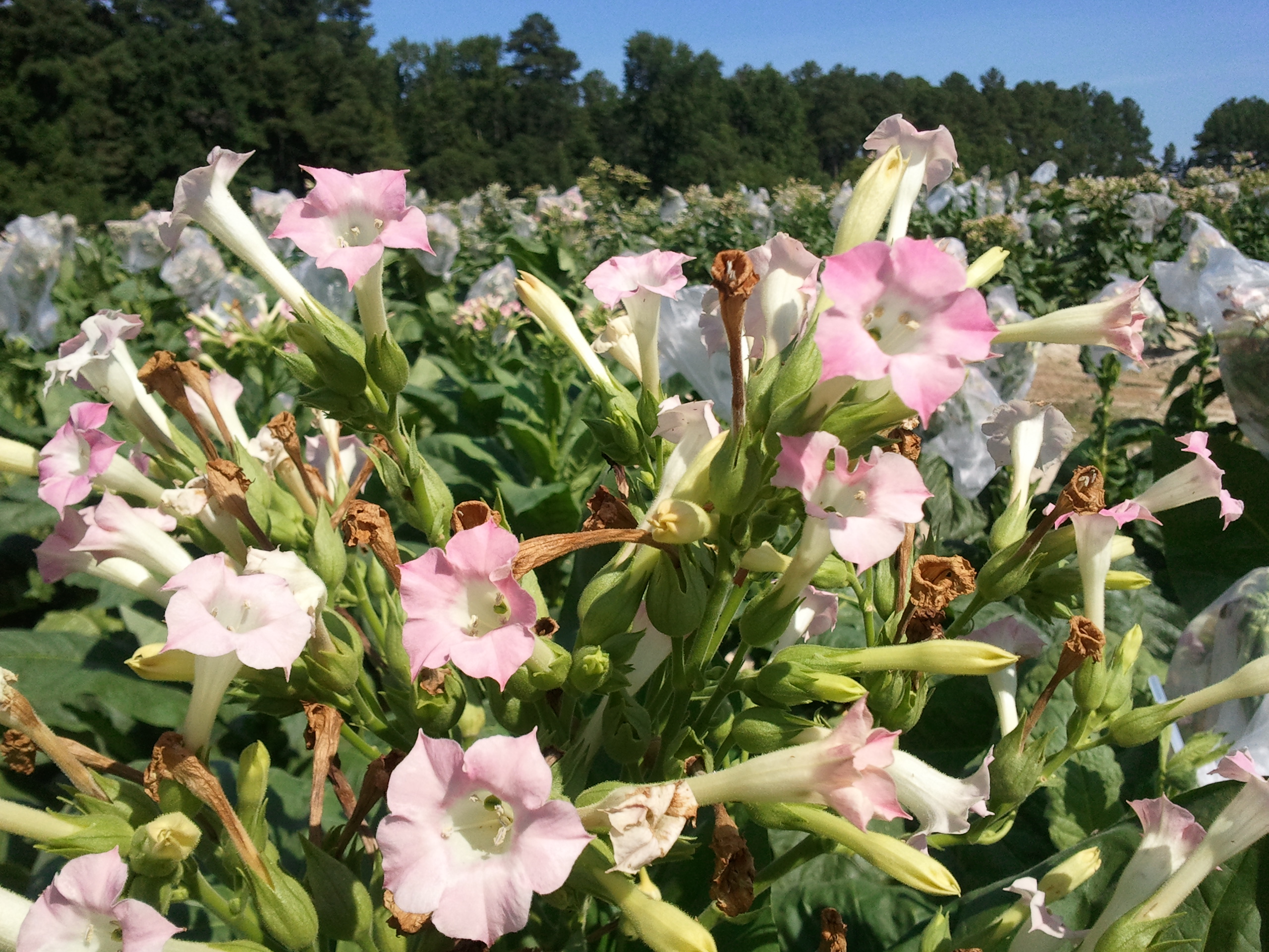 Click for 2 image(s) for this accession. FLOWER