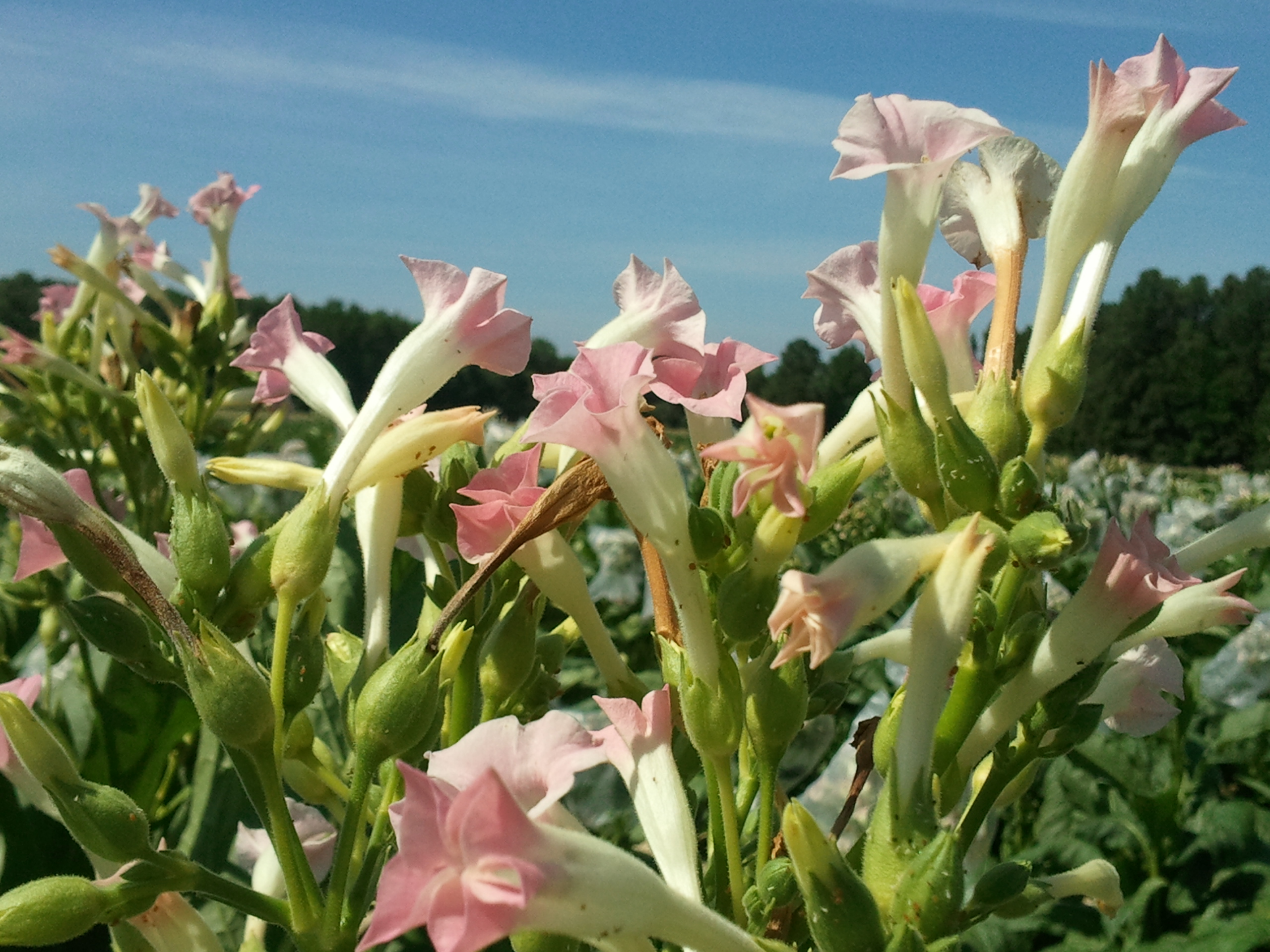 Click for 2 image(s) for this accession. FLOWER