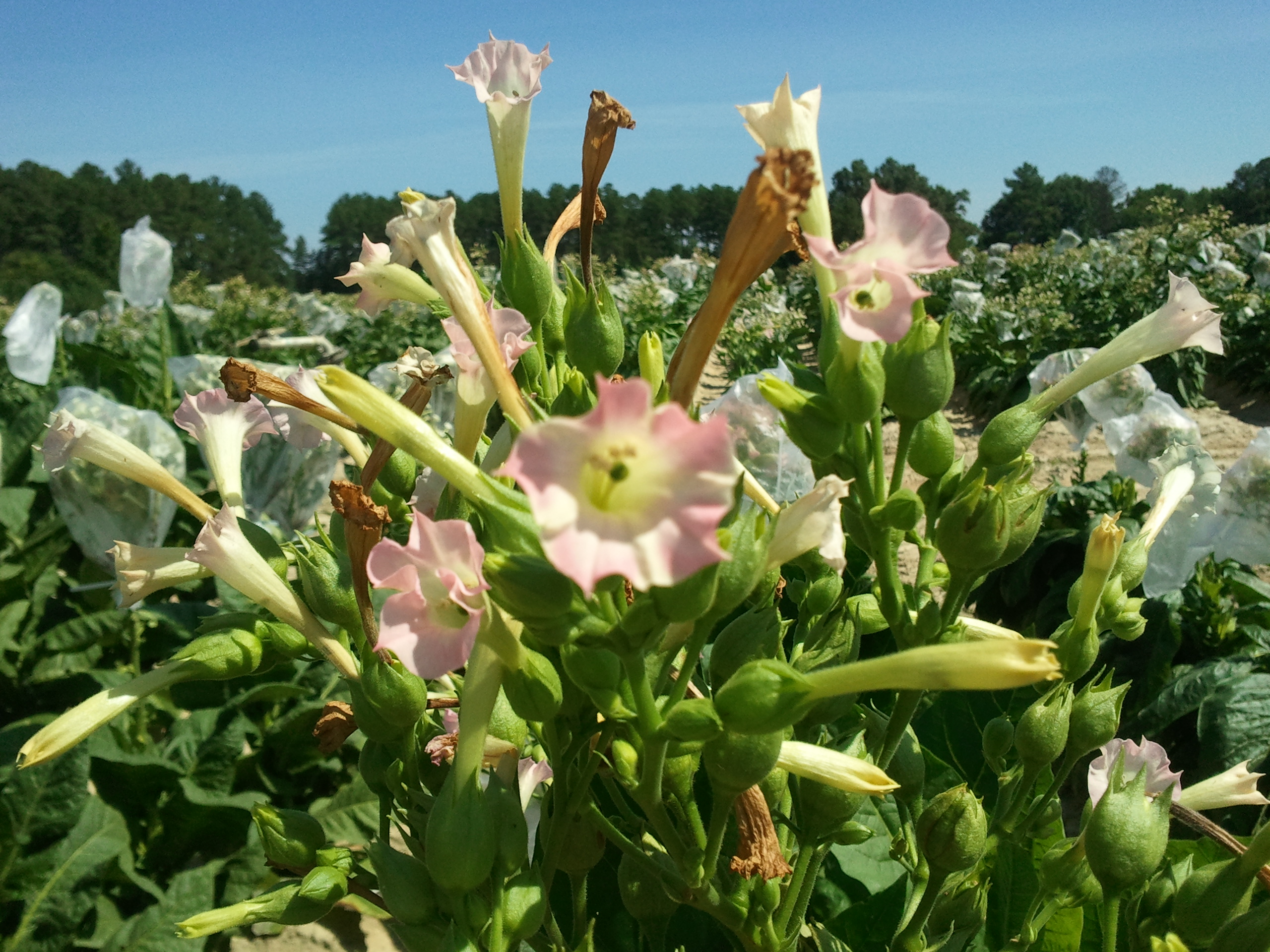 Click for 2 image(s) for this accession. FLOWER