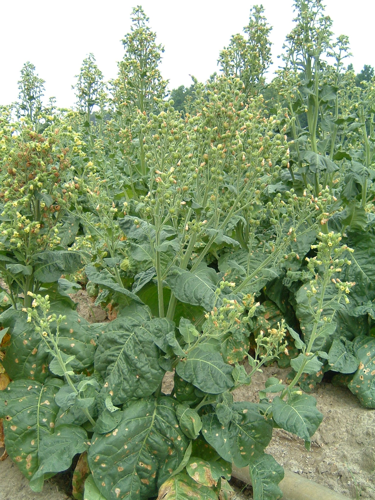Click for 1 image(s) for this accession. PLANT