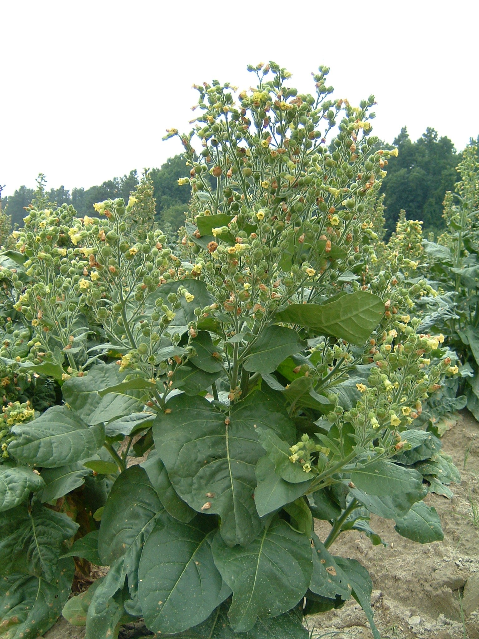 Click for 1 image(s) for this accession. PLANT